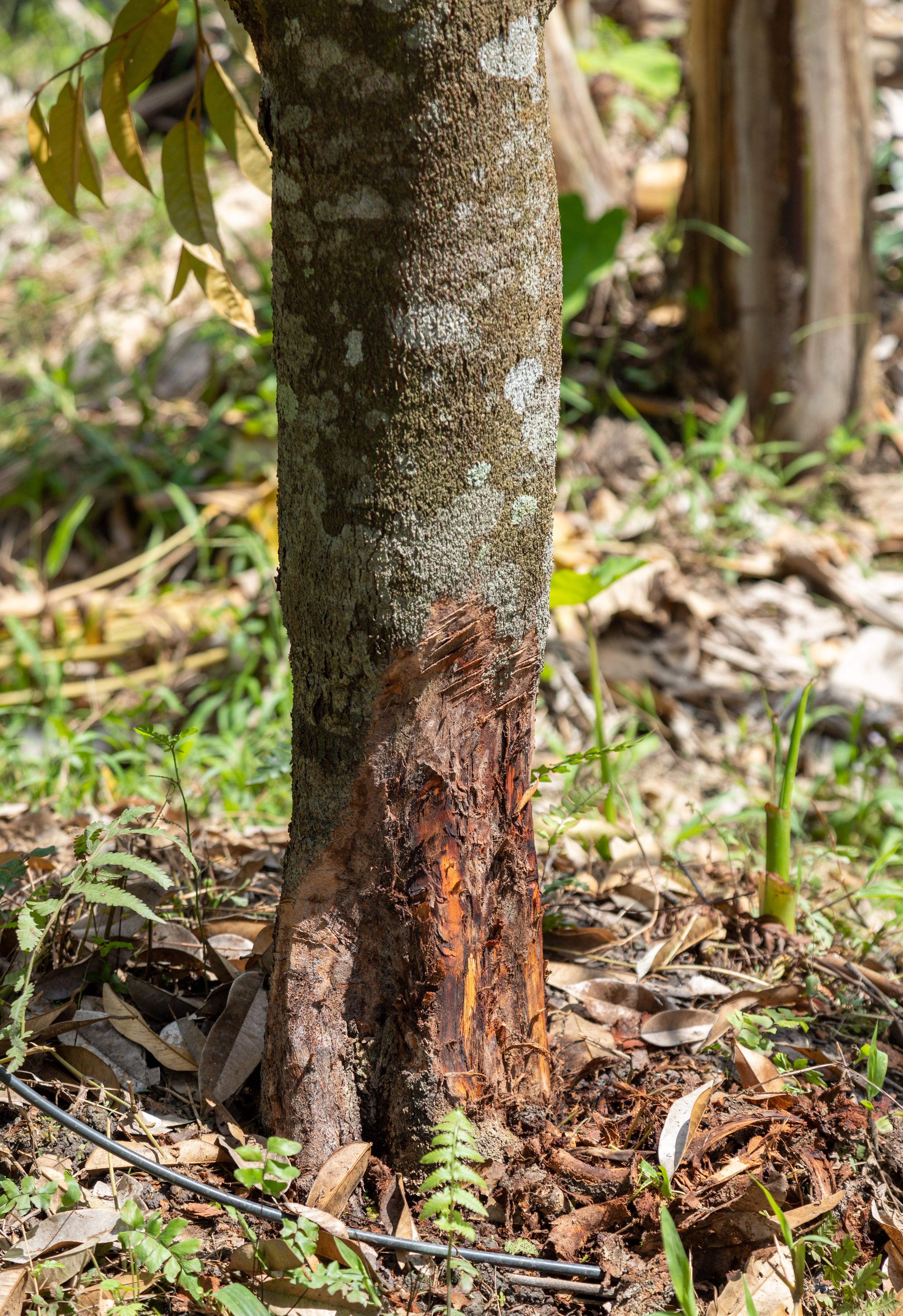 tree disease symptoms