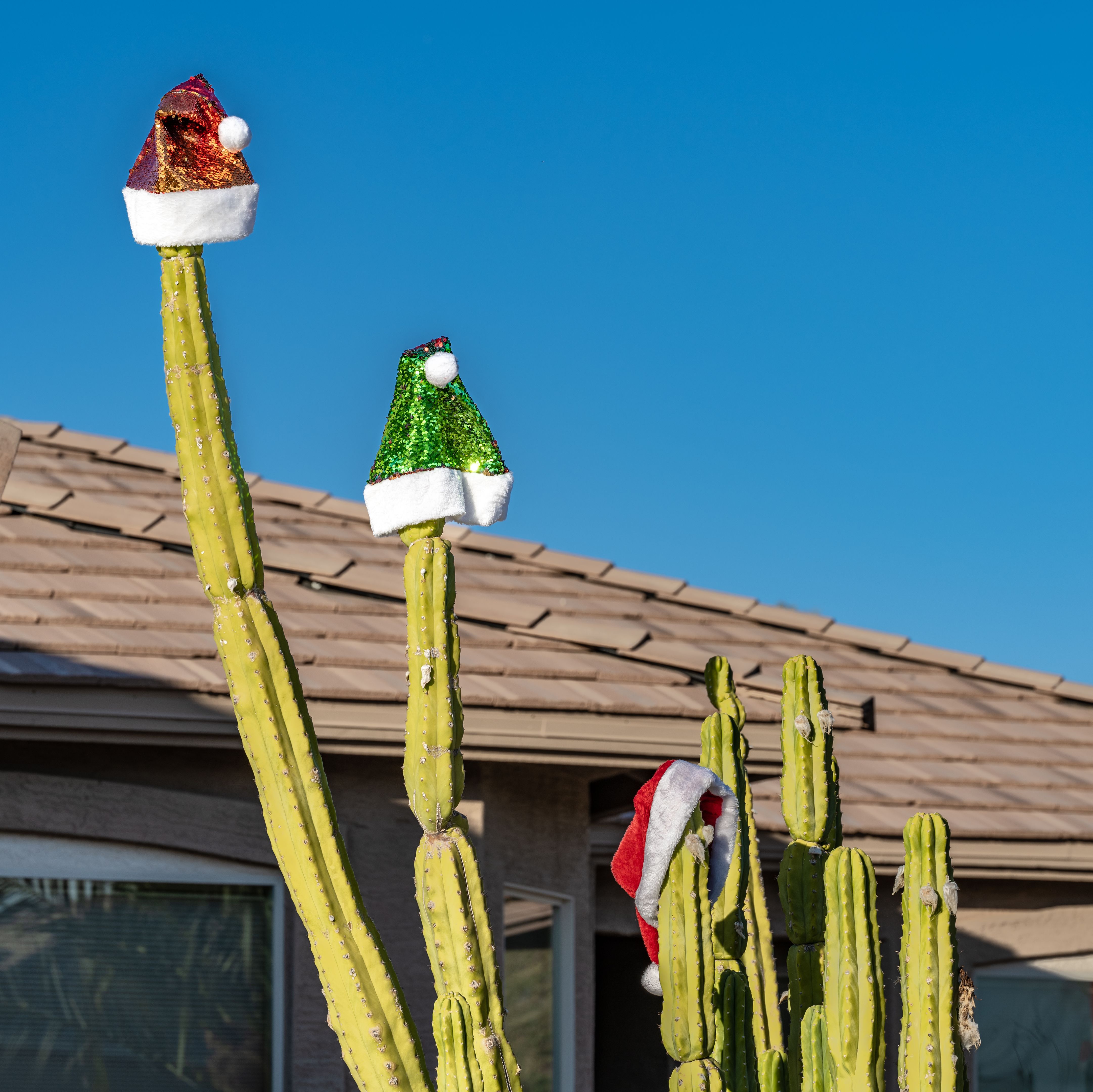 Cute Santa hats in sequins hanging on a cactus plant