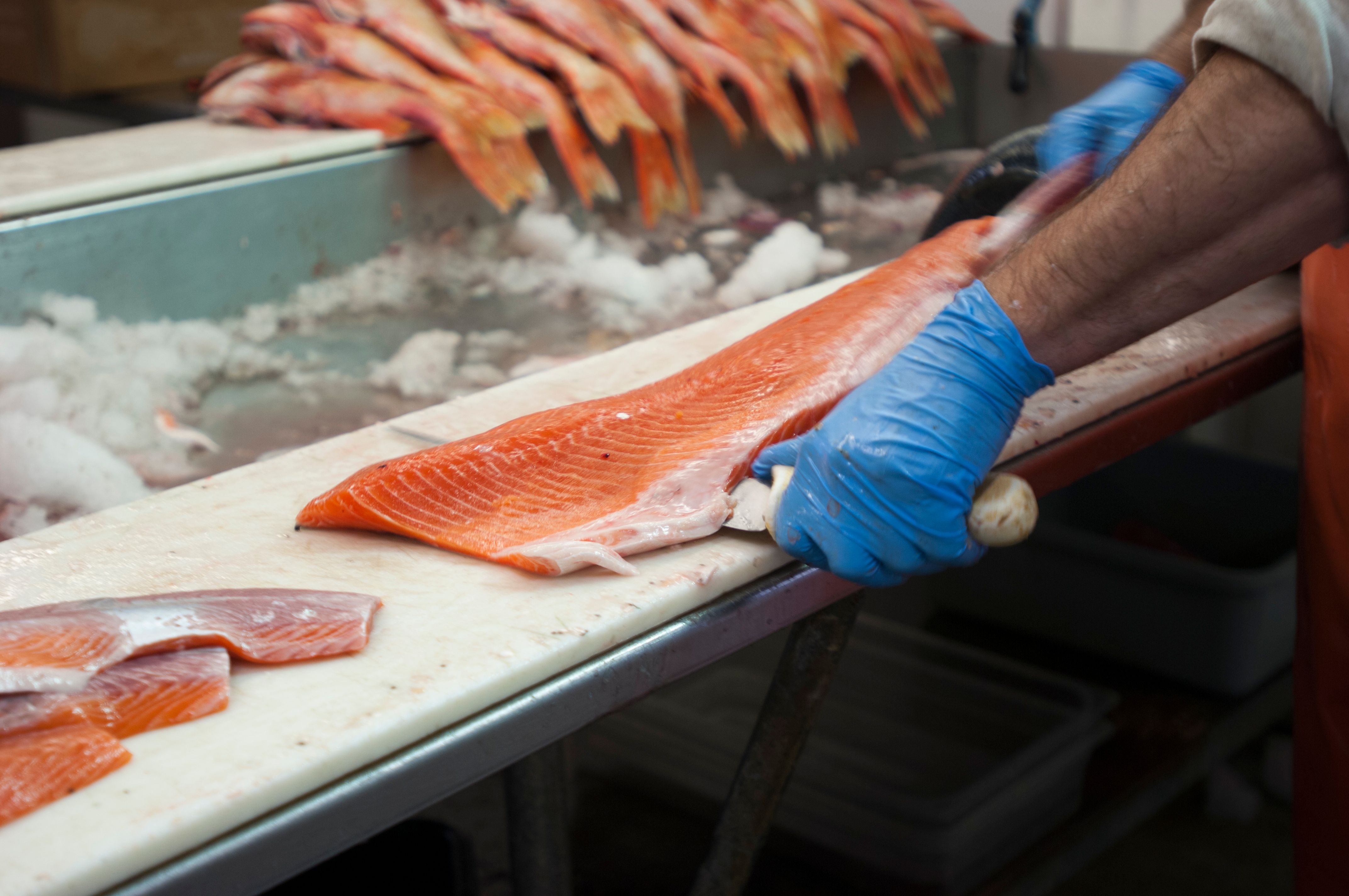 fish filleting machine