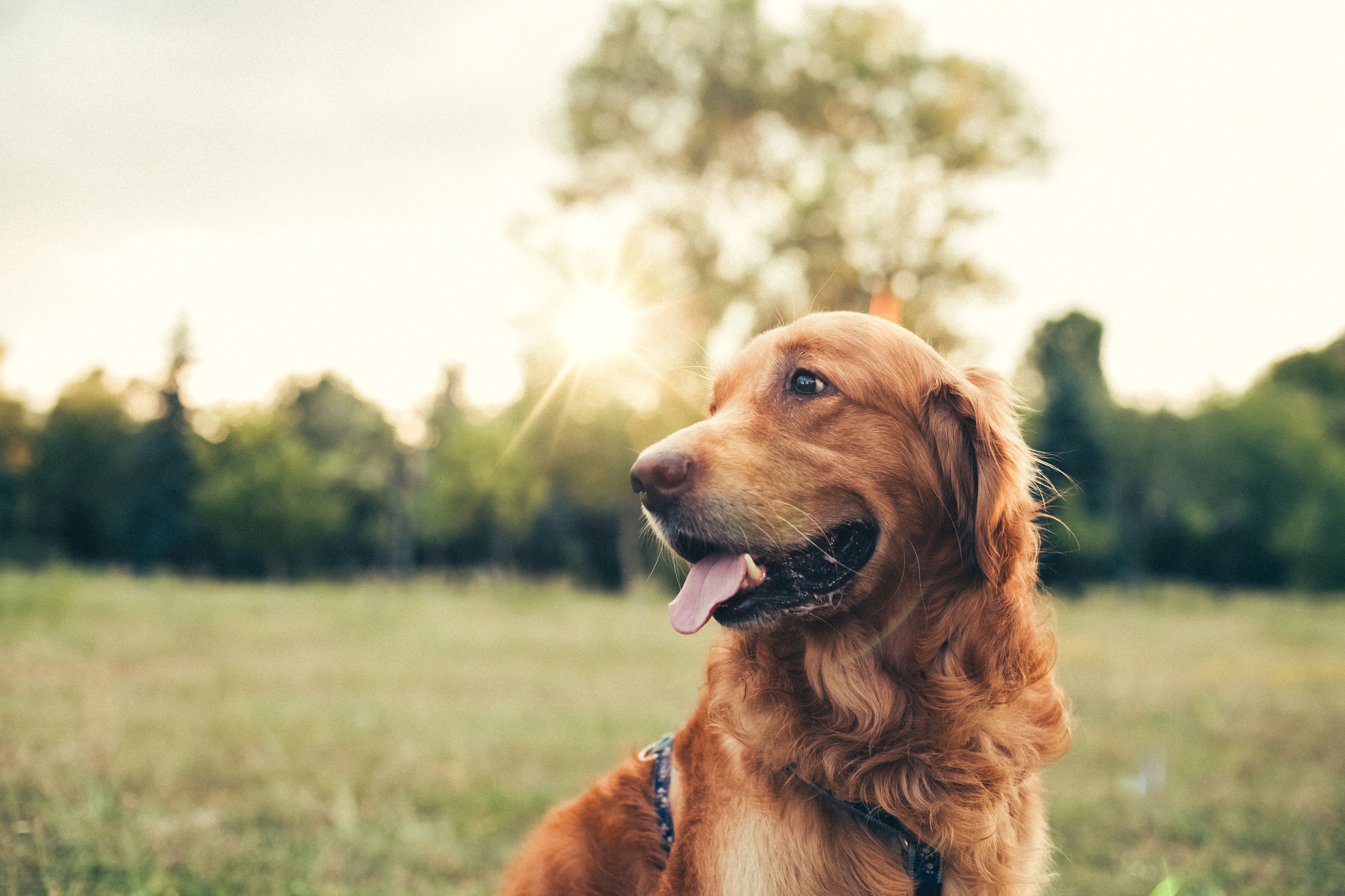 golden retriever outdoors