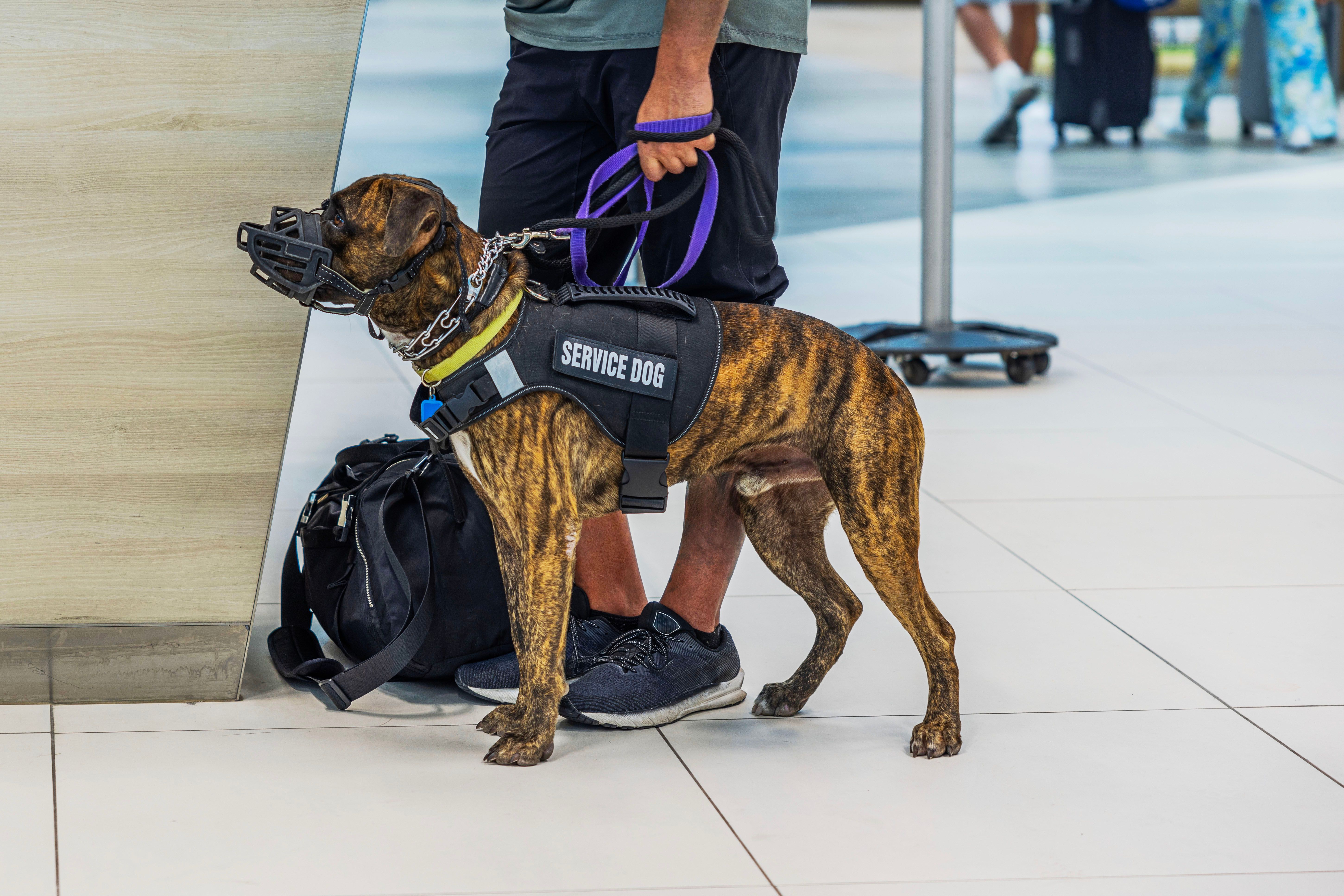 animal control service