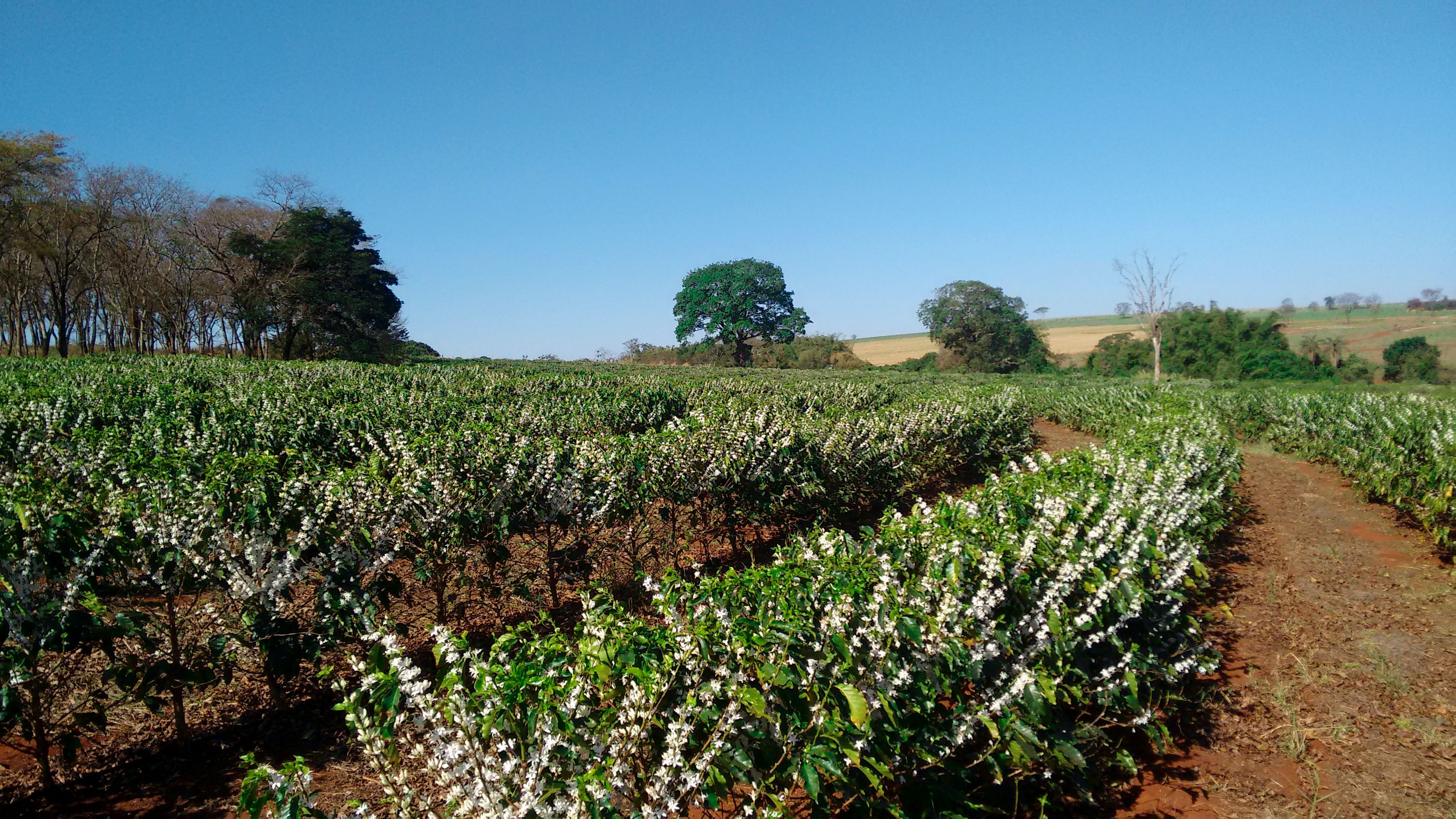 plantacao de cafe
