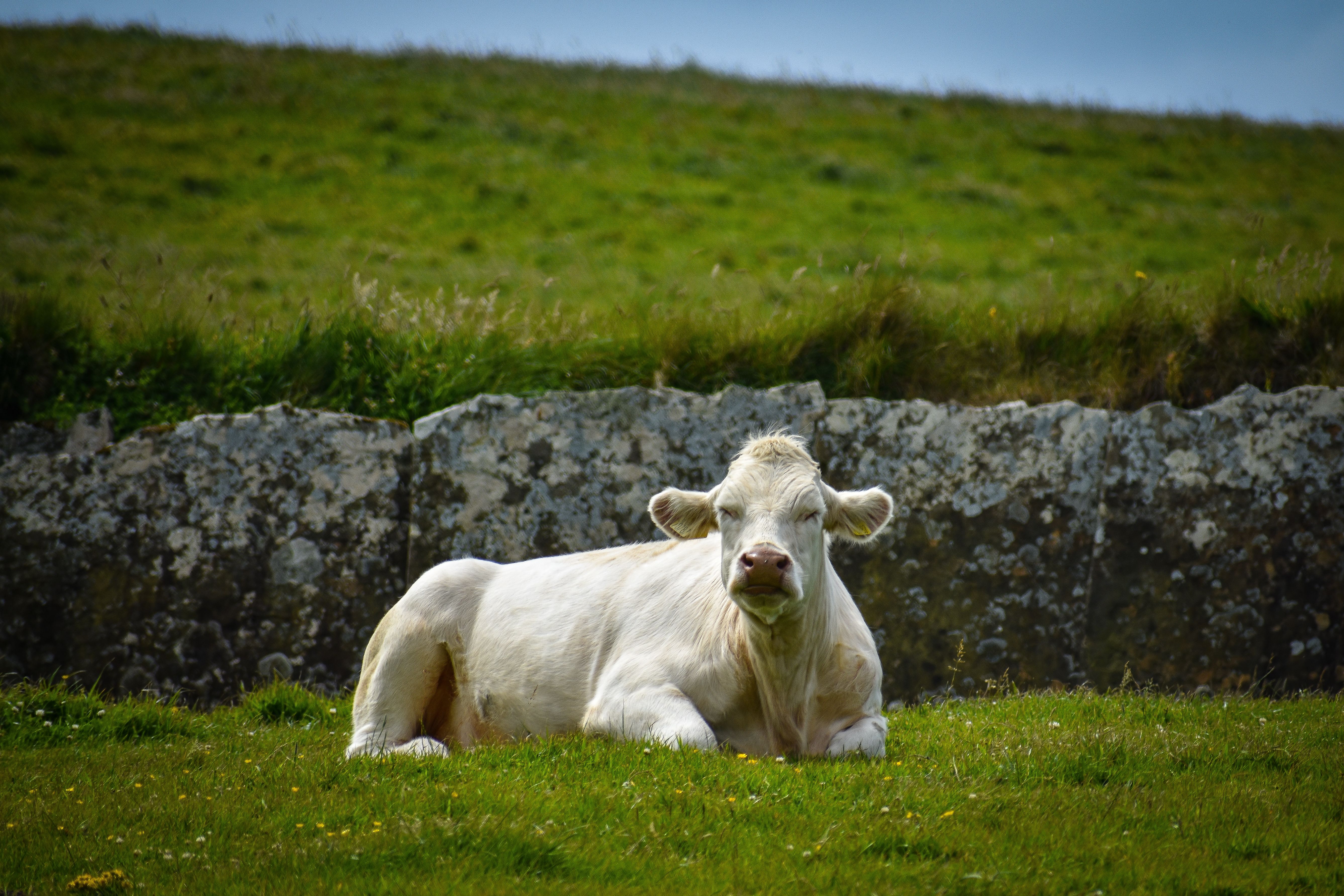 Irish Cow