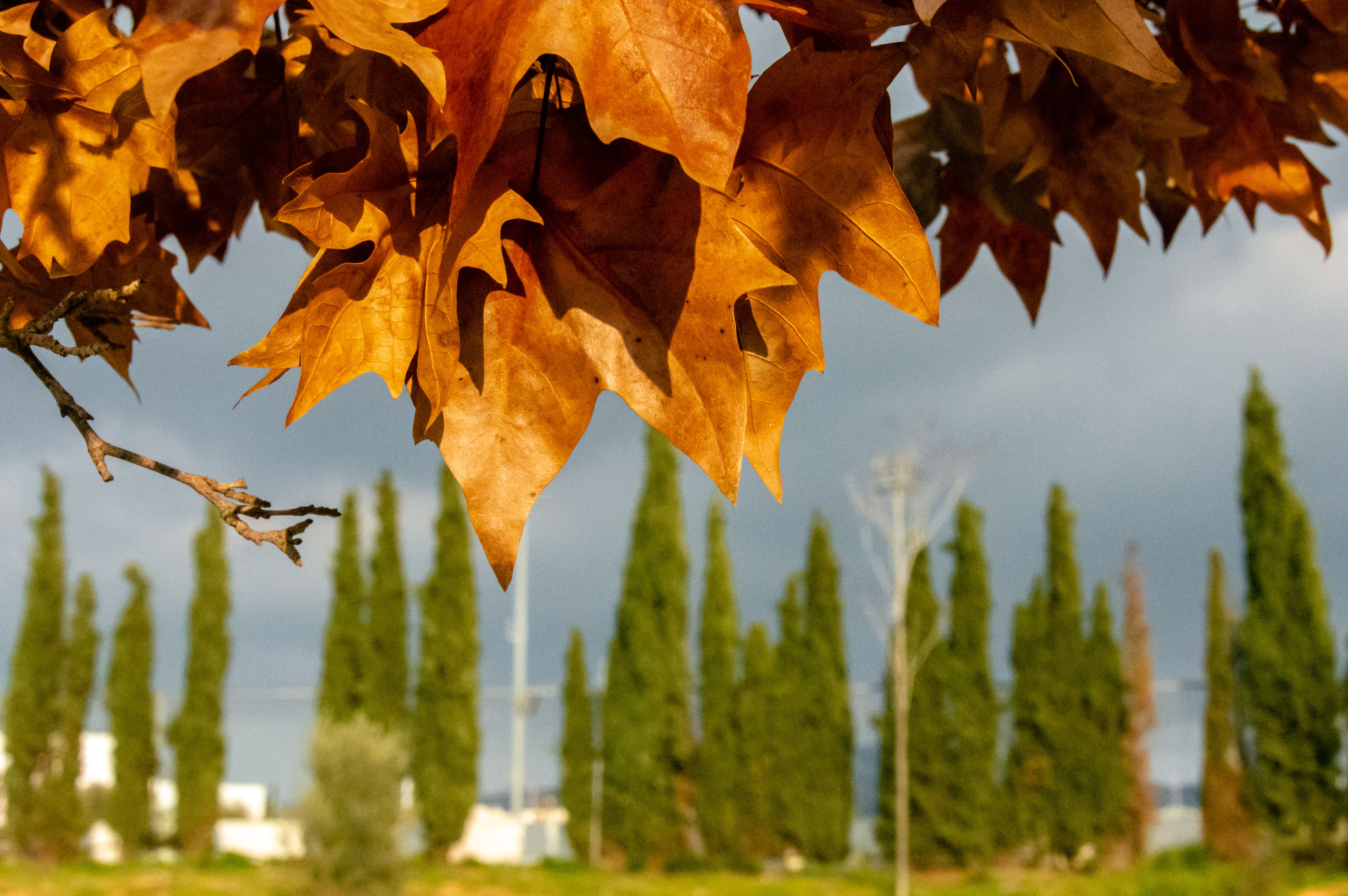 autumn landscape greece
