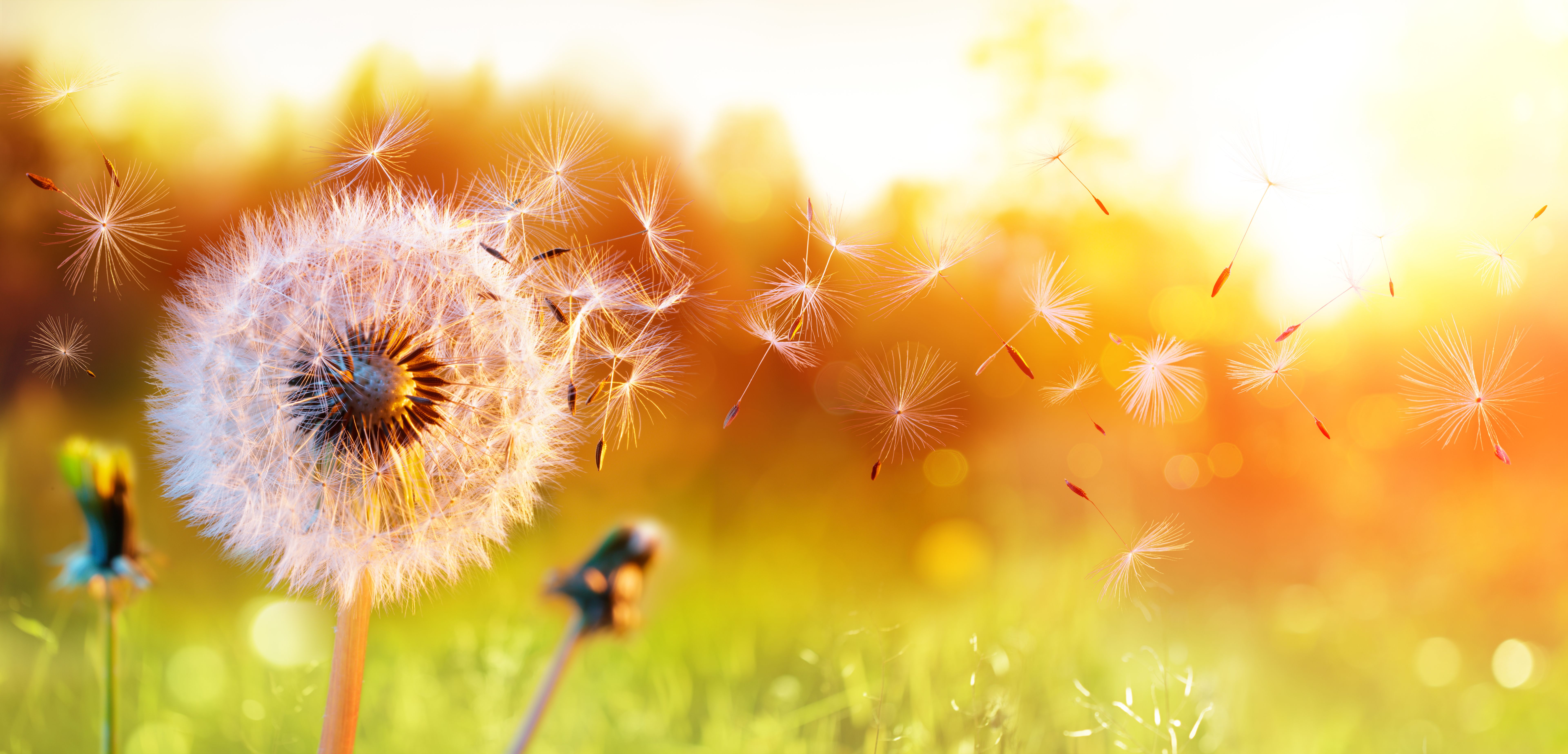 seasonal flowers
