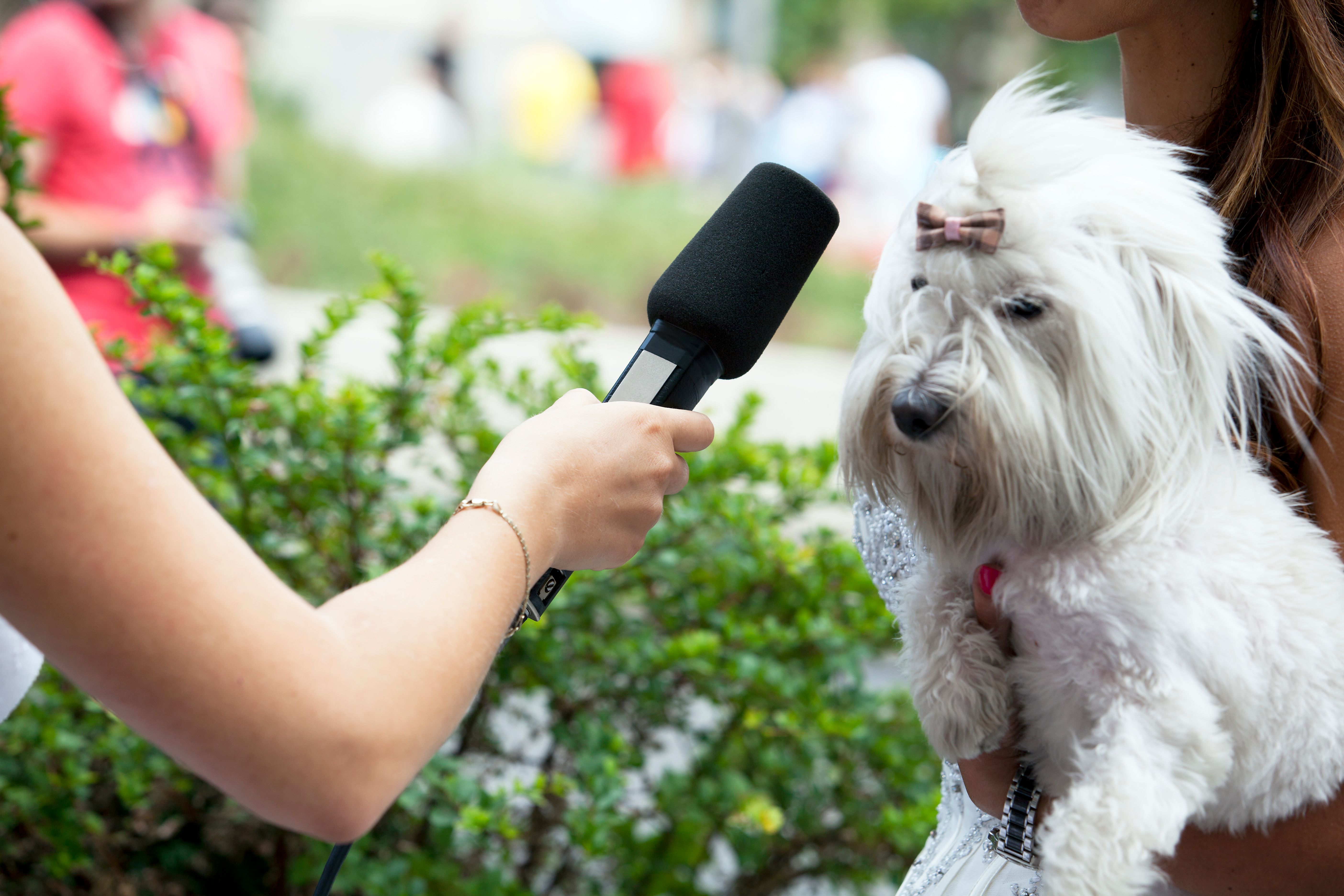 pet interview