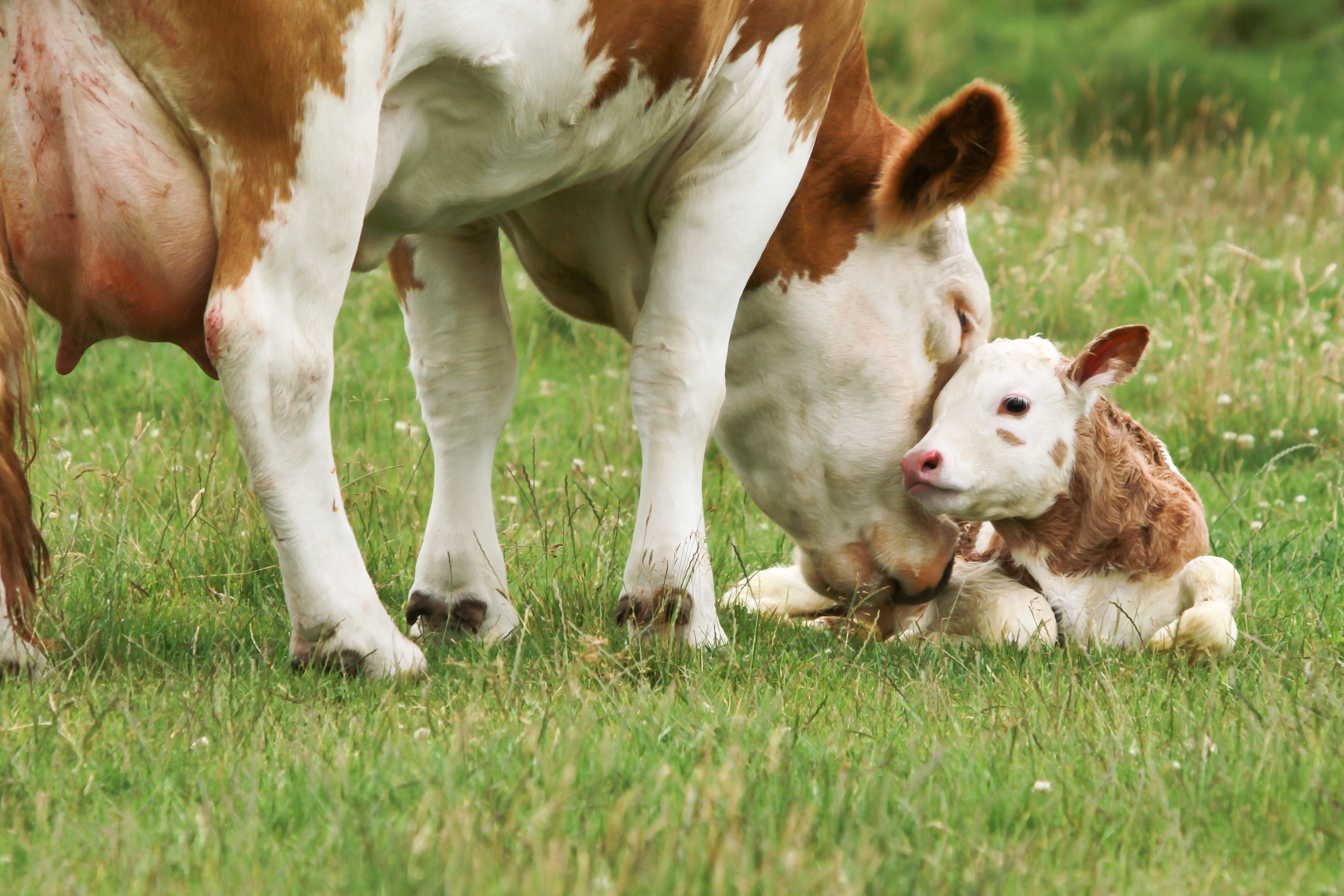 caring for calves