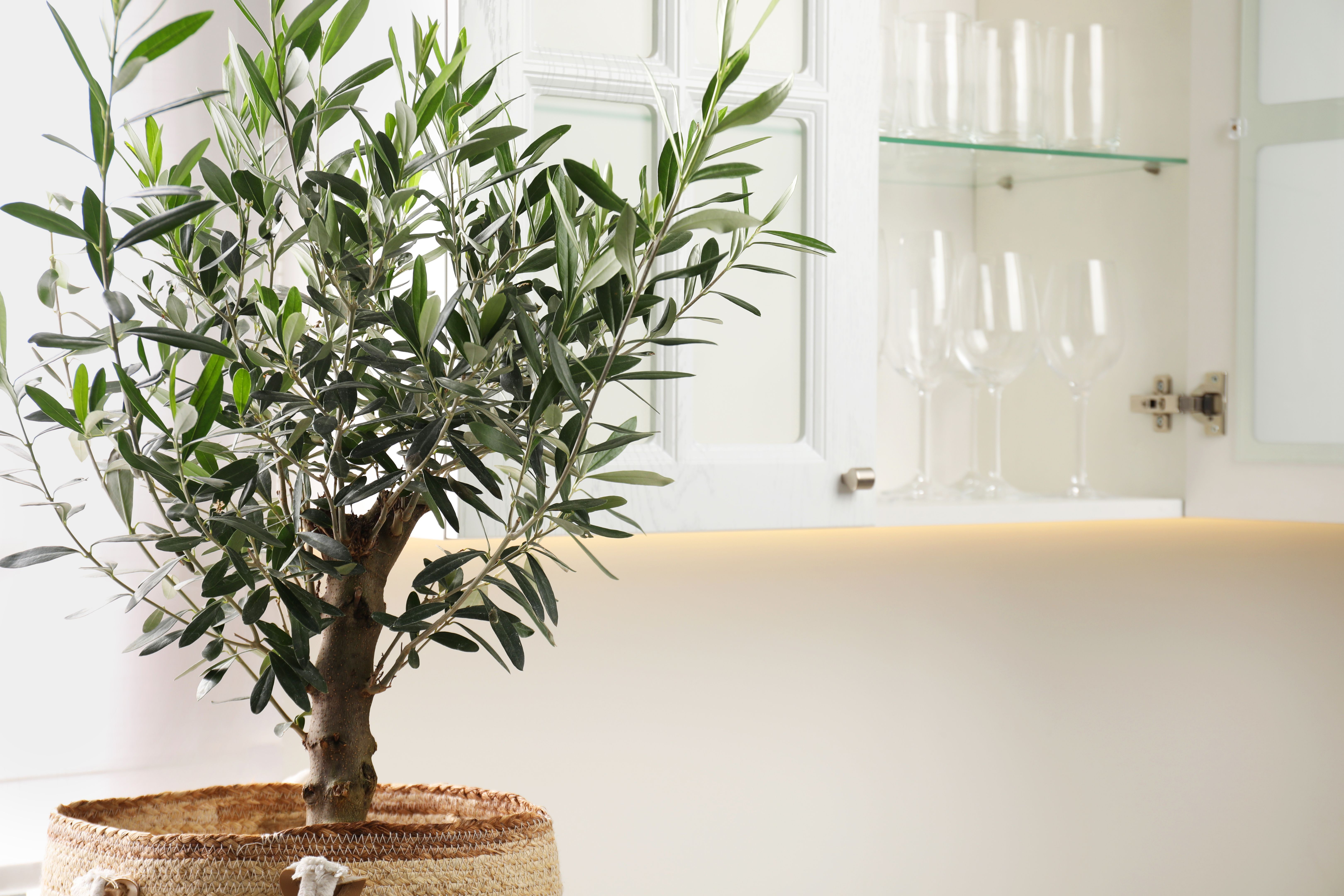 indoor olive tree