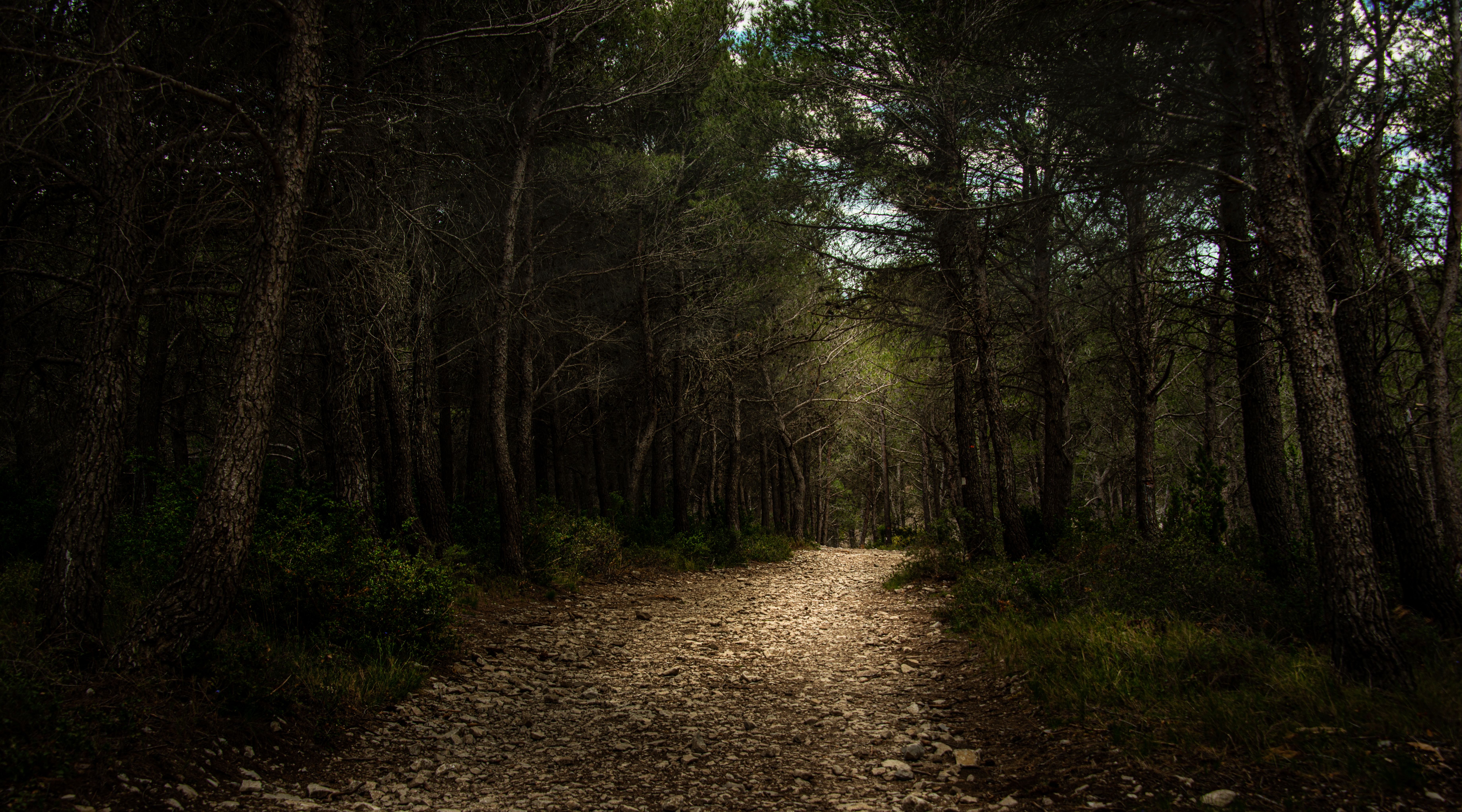 forest trail