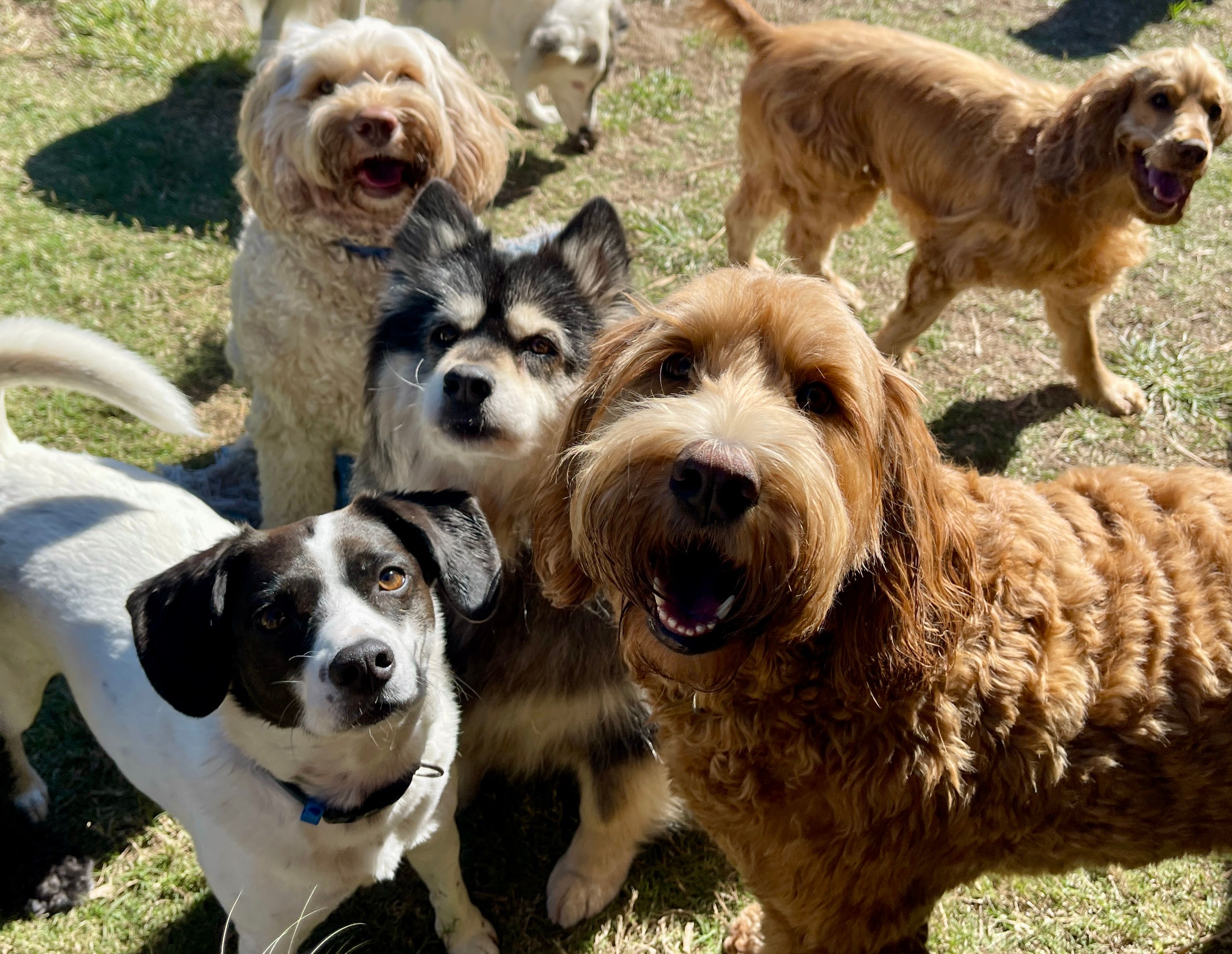 Five dogs looking at the camera  Five dogs looking at the camera 