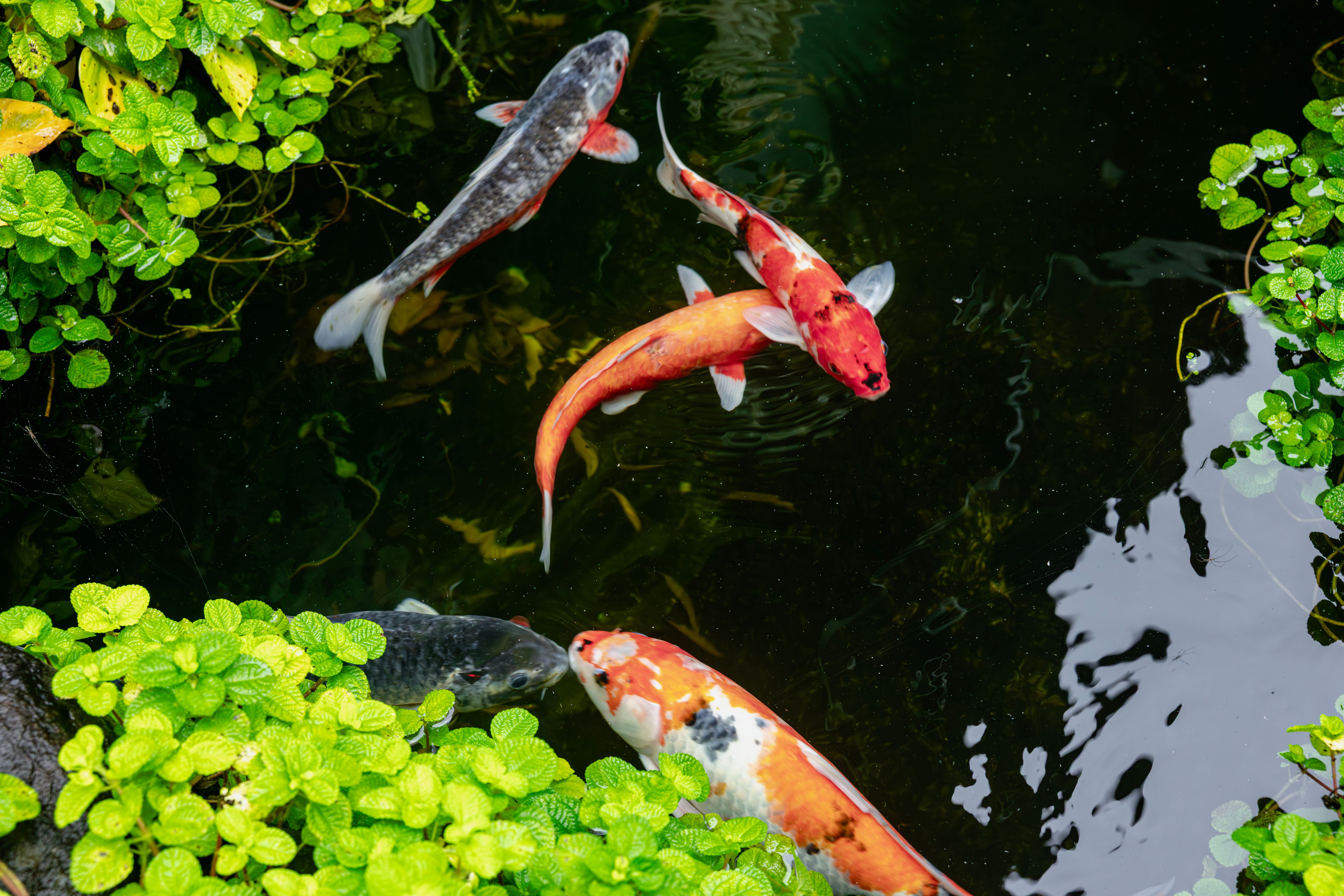 koi pond backyard