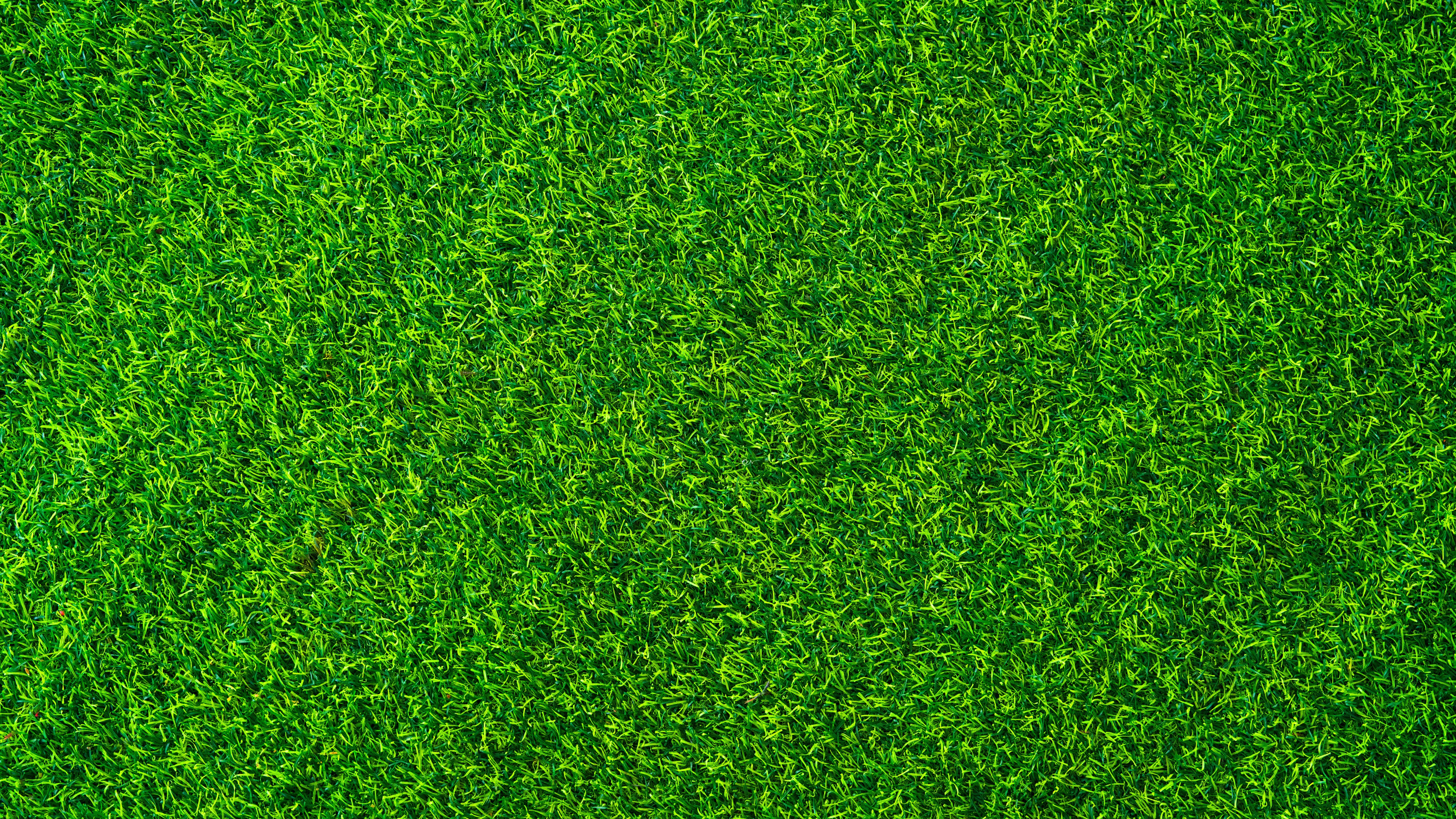 green healthy lawn