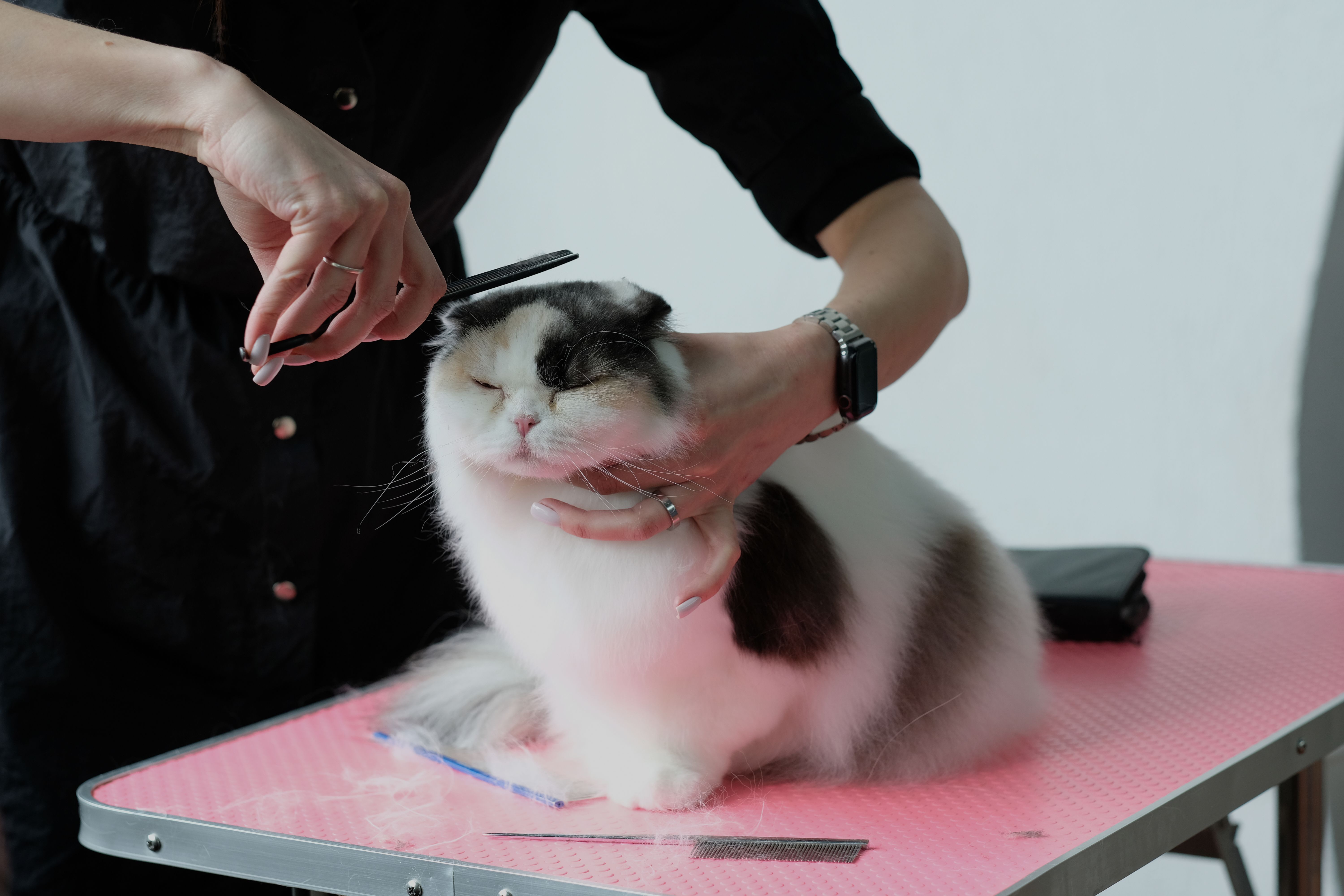 cat grooming
