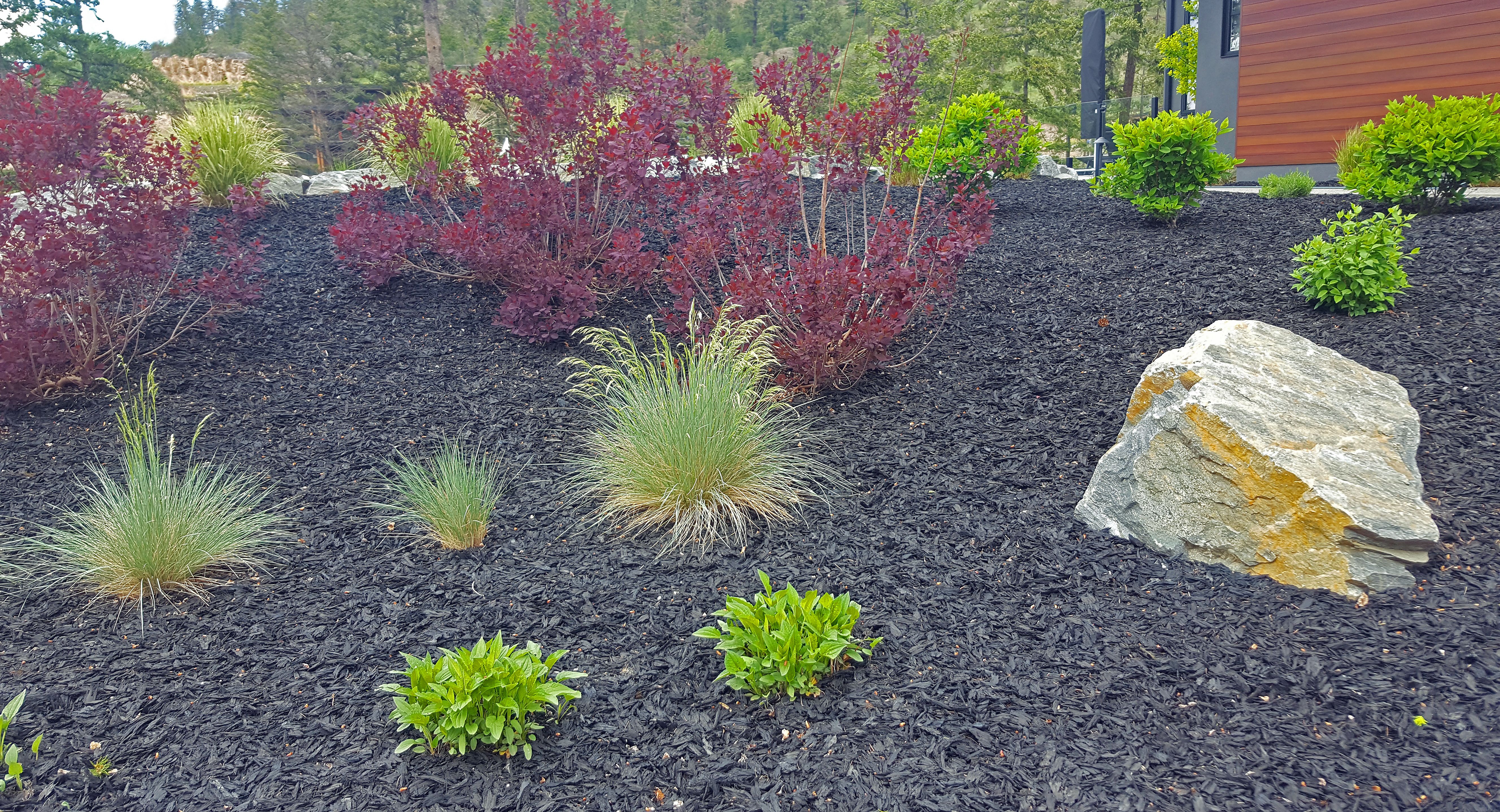 mulching perennials