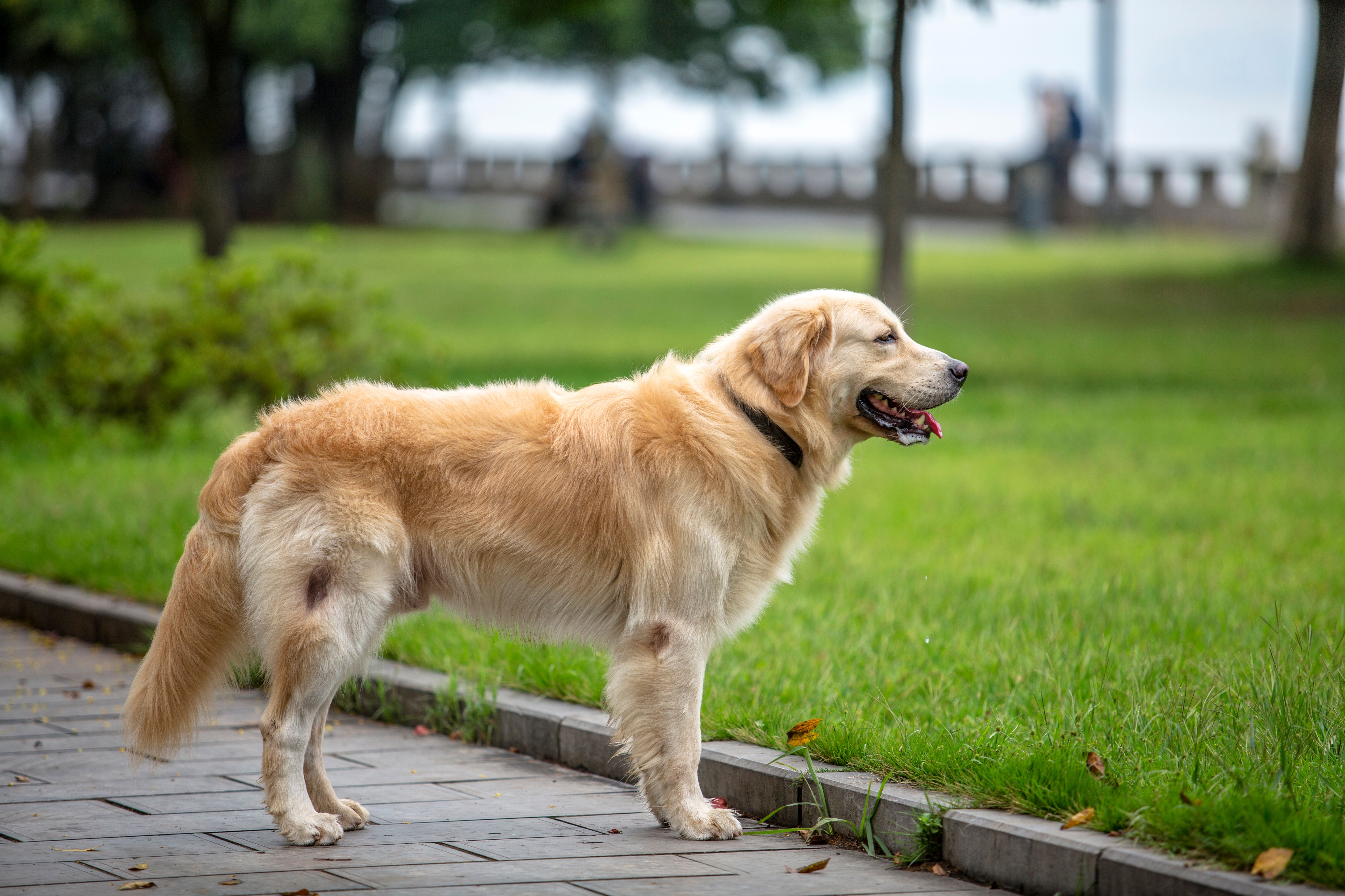 golden retriever standing on sidewalk
