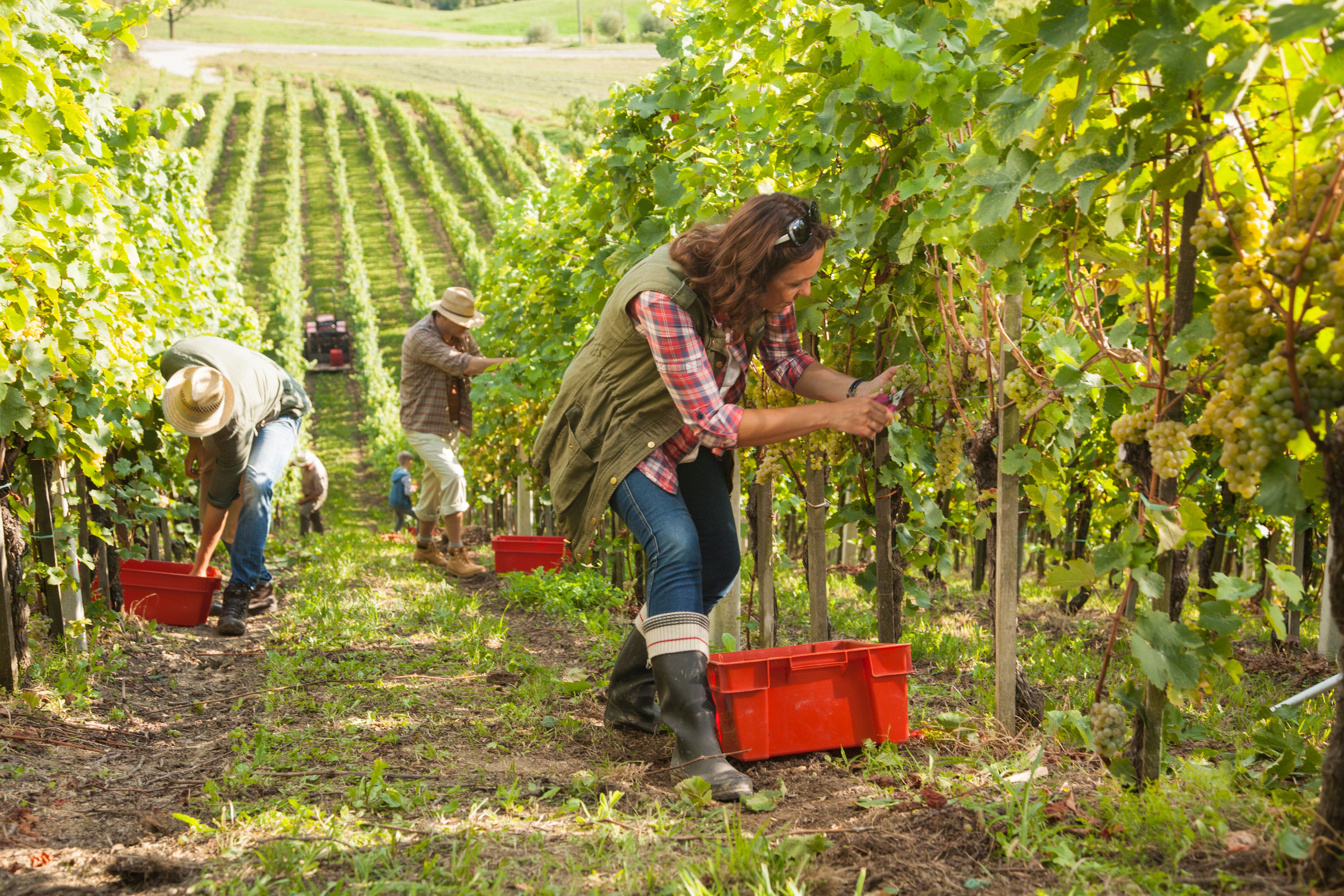 vineyard workers