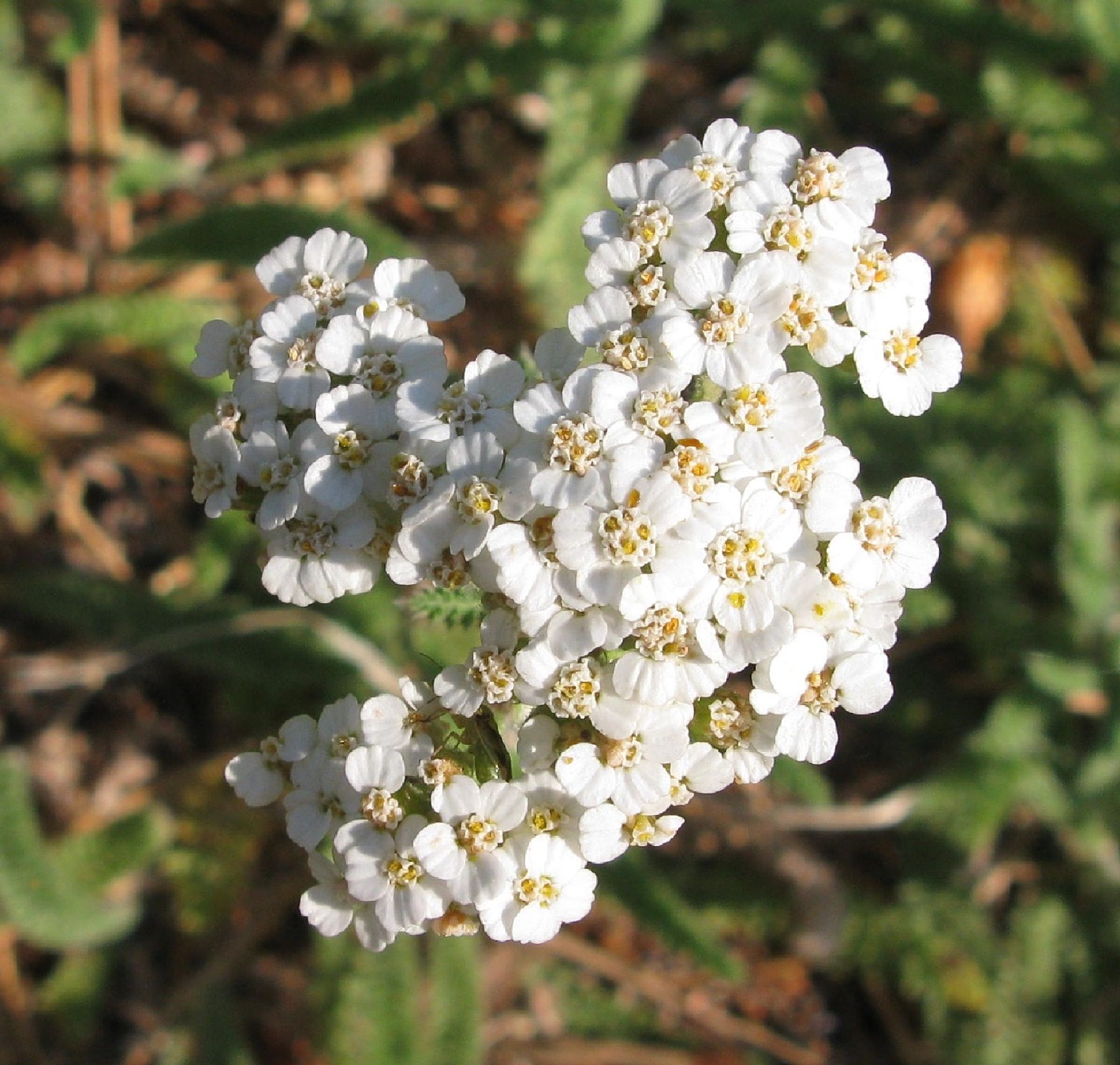 california native plants
