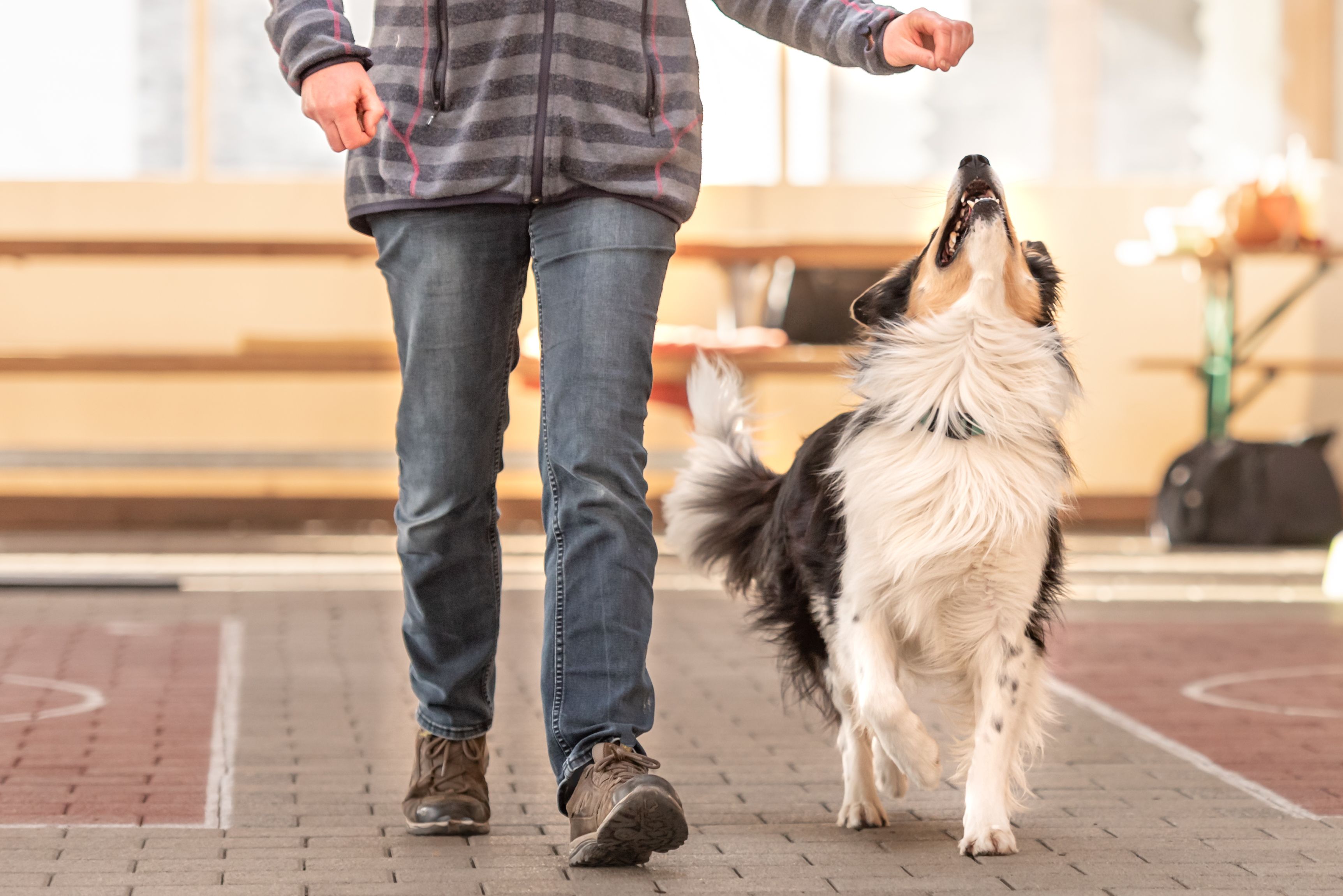 Good attentive Border Collie dog works together with his owner. Good attentive Border Collie dog works together with his owner.