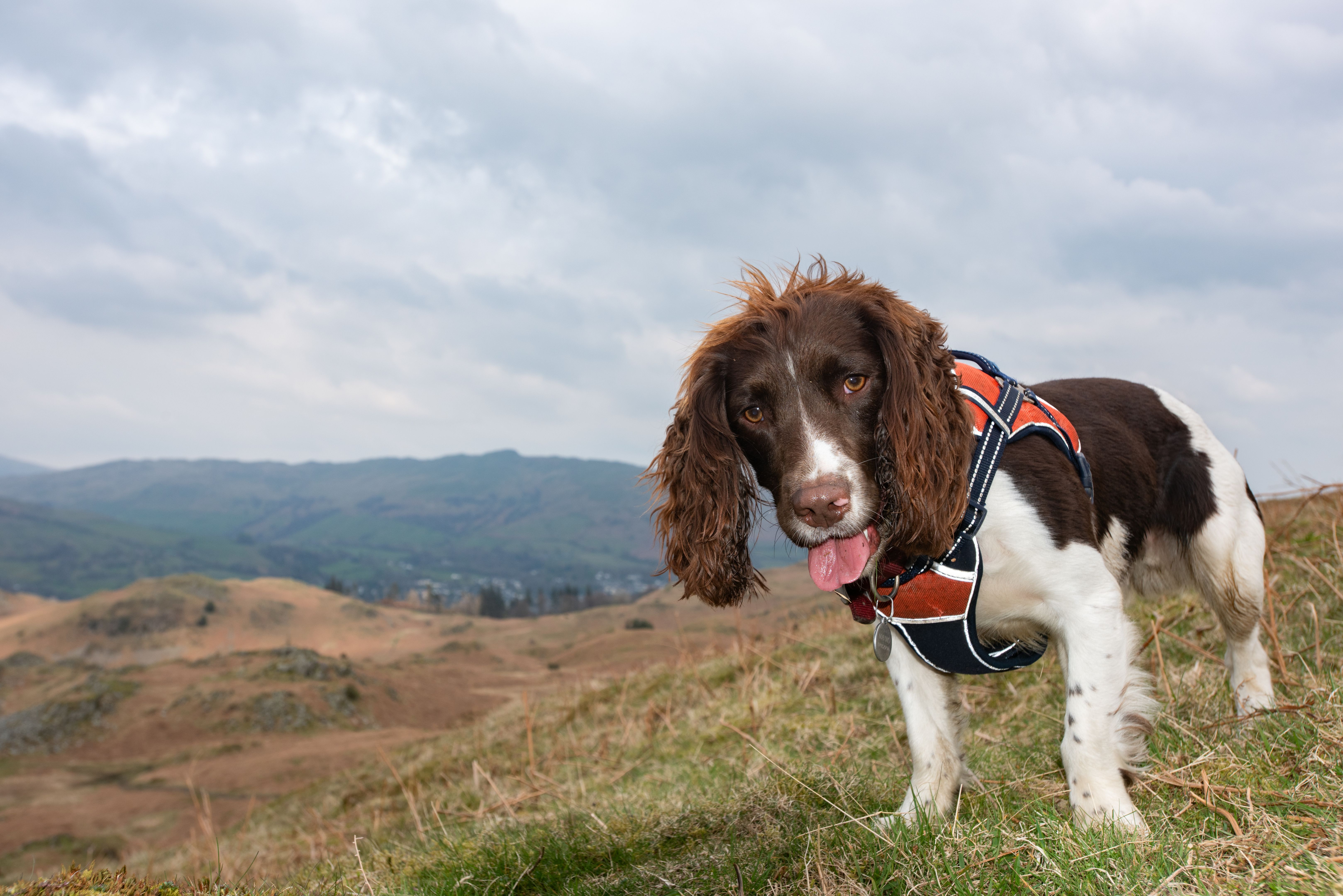 dog walking insurance