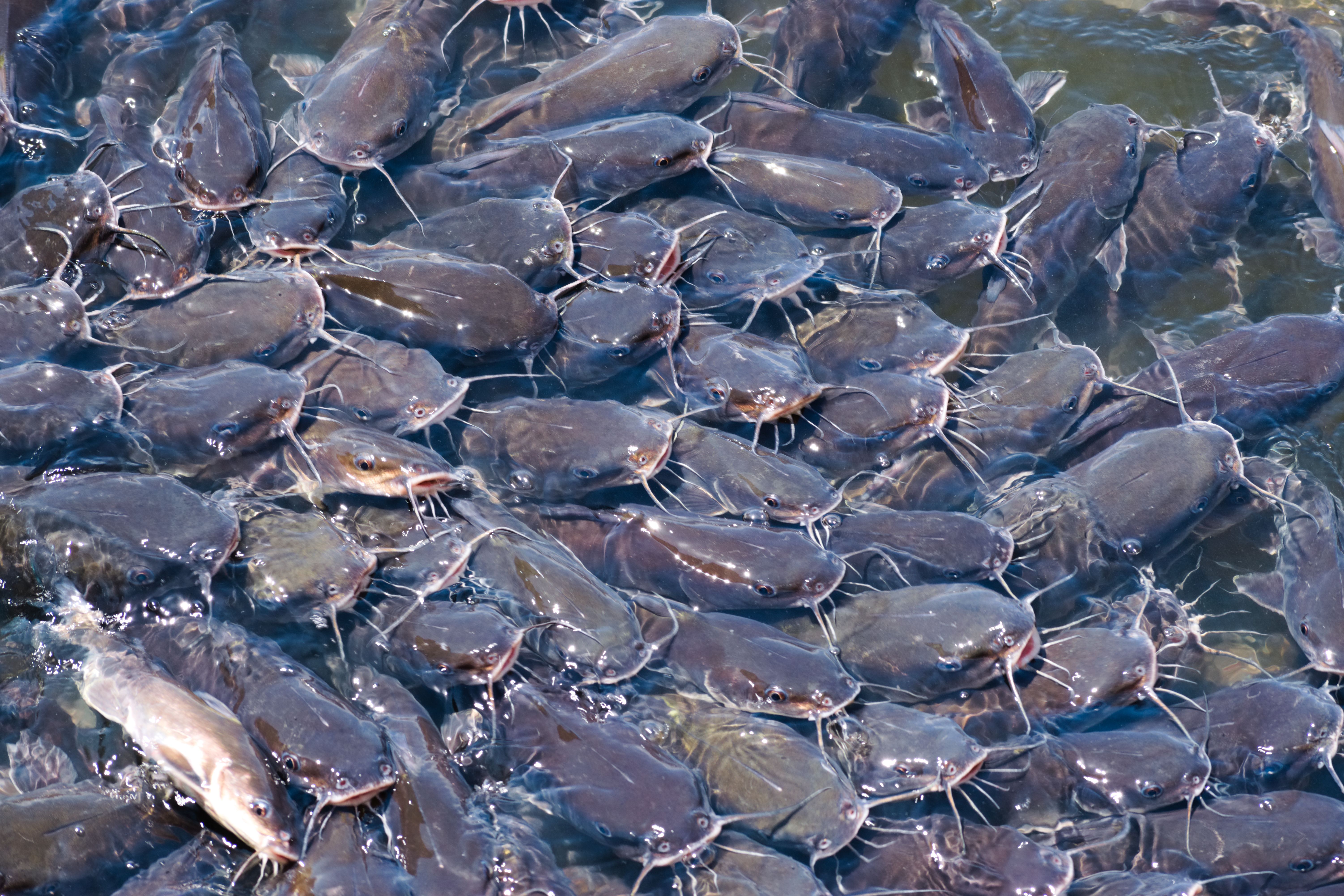 Millions Catfishes Fight for Food.