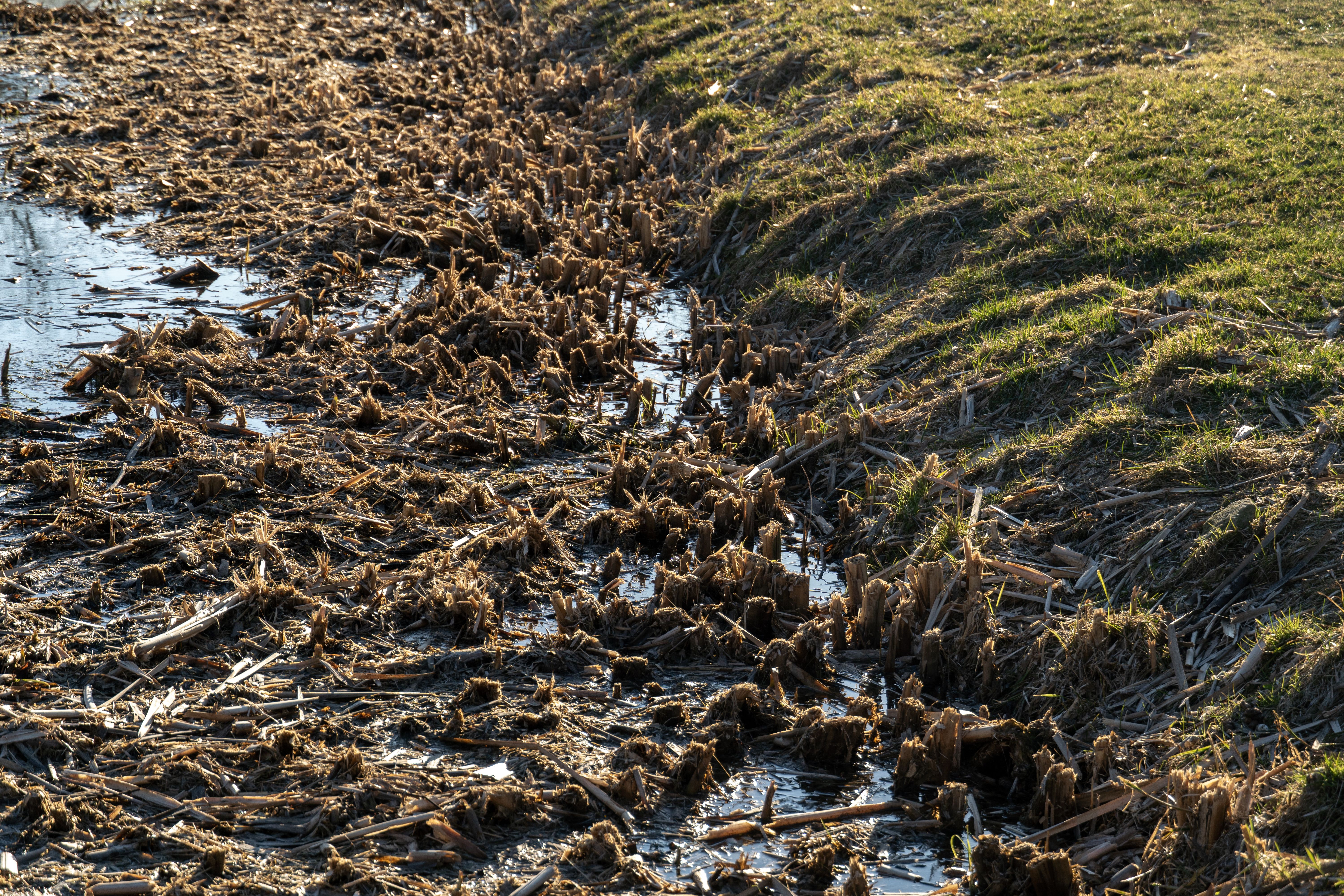 reforestation techniques