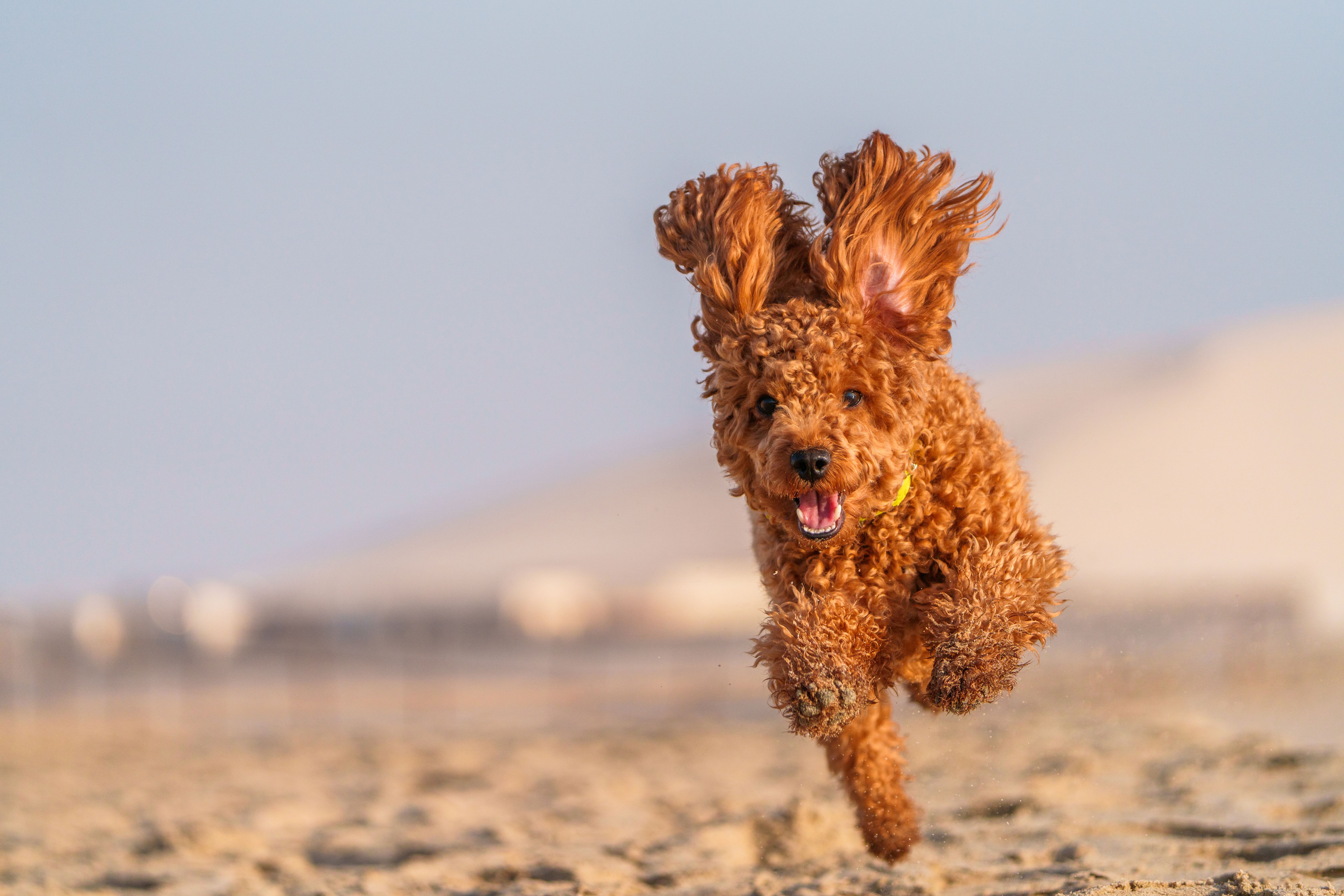 sand dunes running