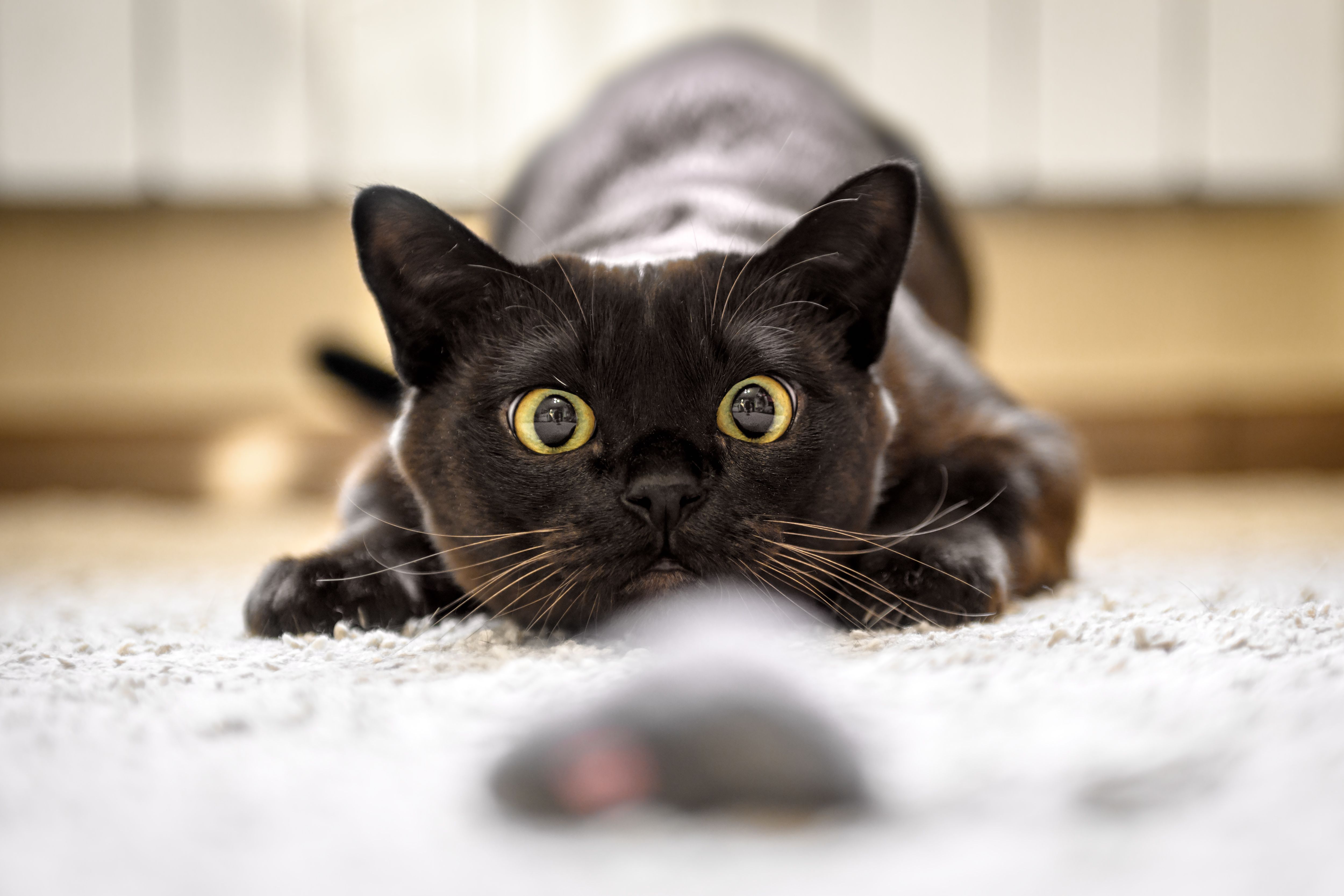Closeup of black Burmese cat face before attack of mouse toy! Indoor cat enjoying playtime in a North Phoenix Valley condo. Train Station Pest tips for keeping homes pest-free from real ants, roaches, spiders & rodents!