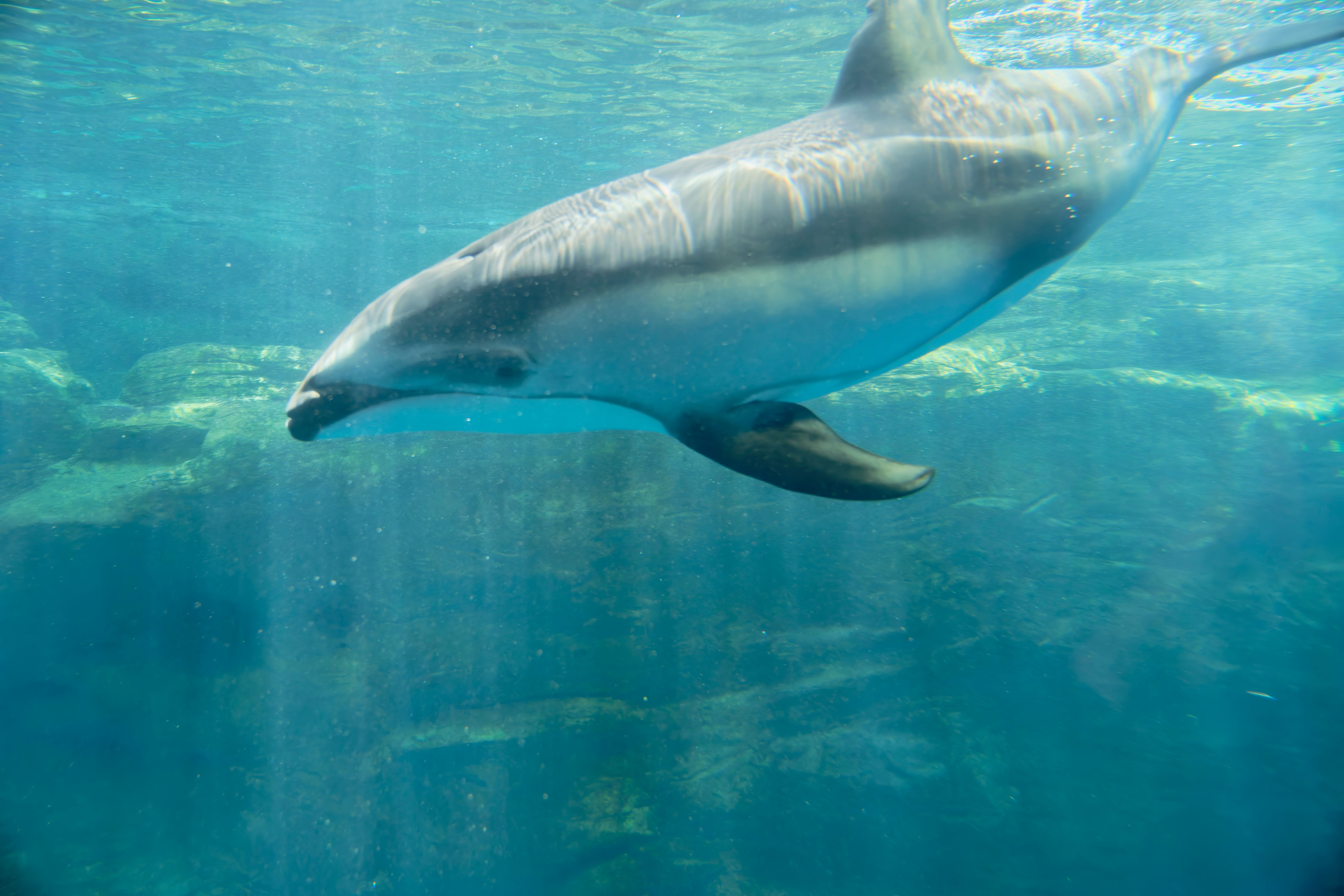 dolphin underwater