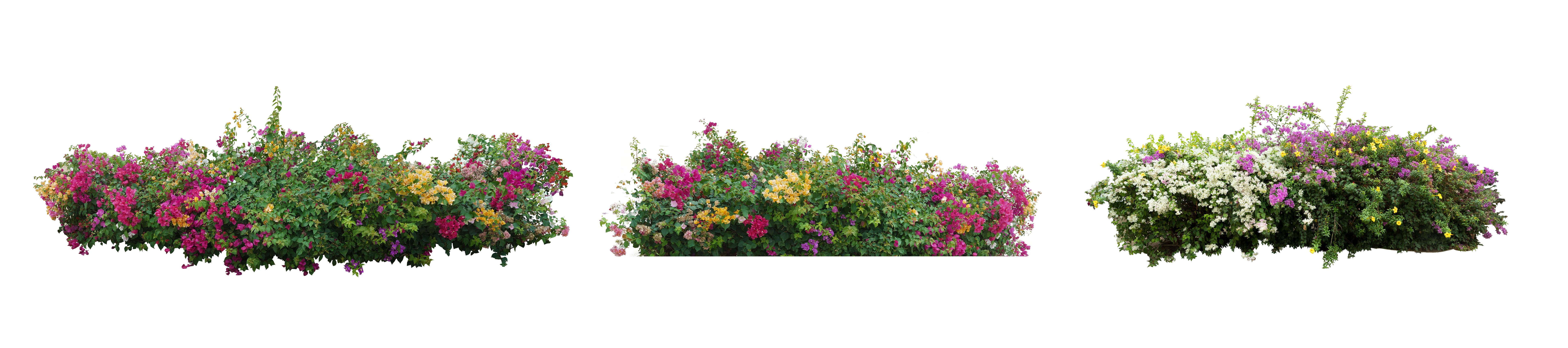 flowering shrubs