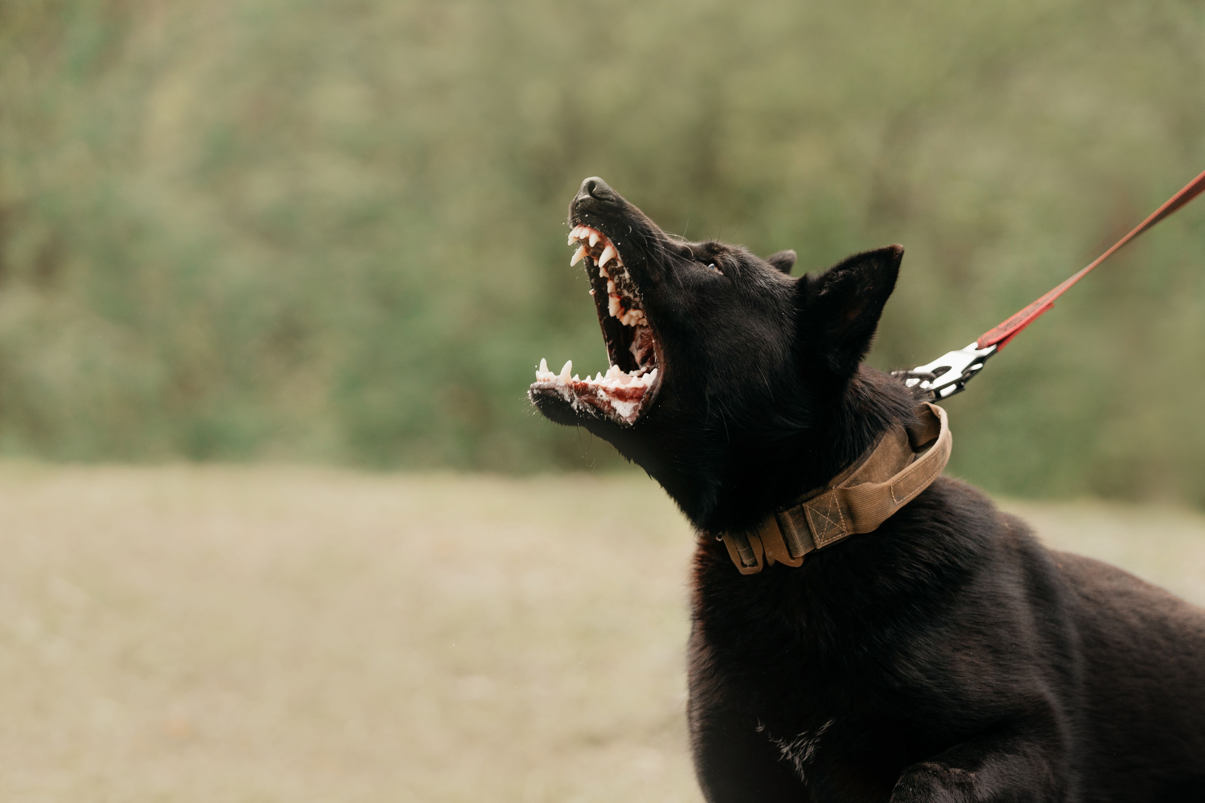 aggressive black dog barking on a leash