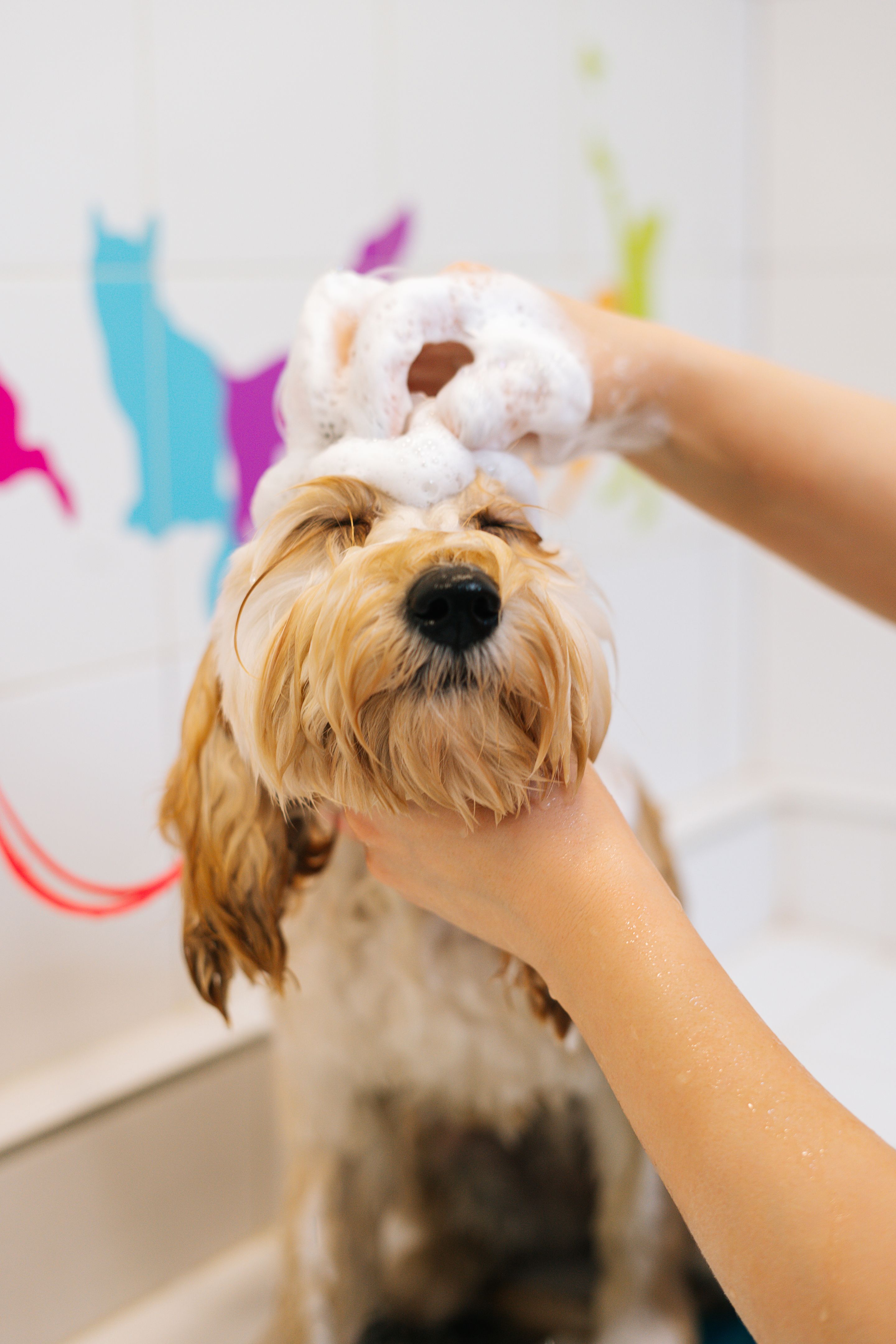 dog grooming summer