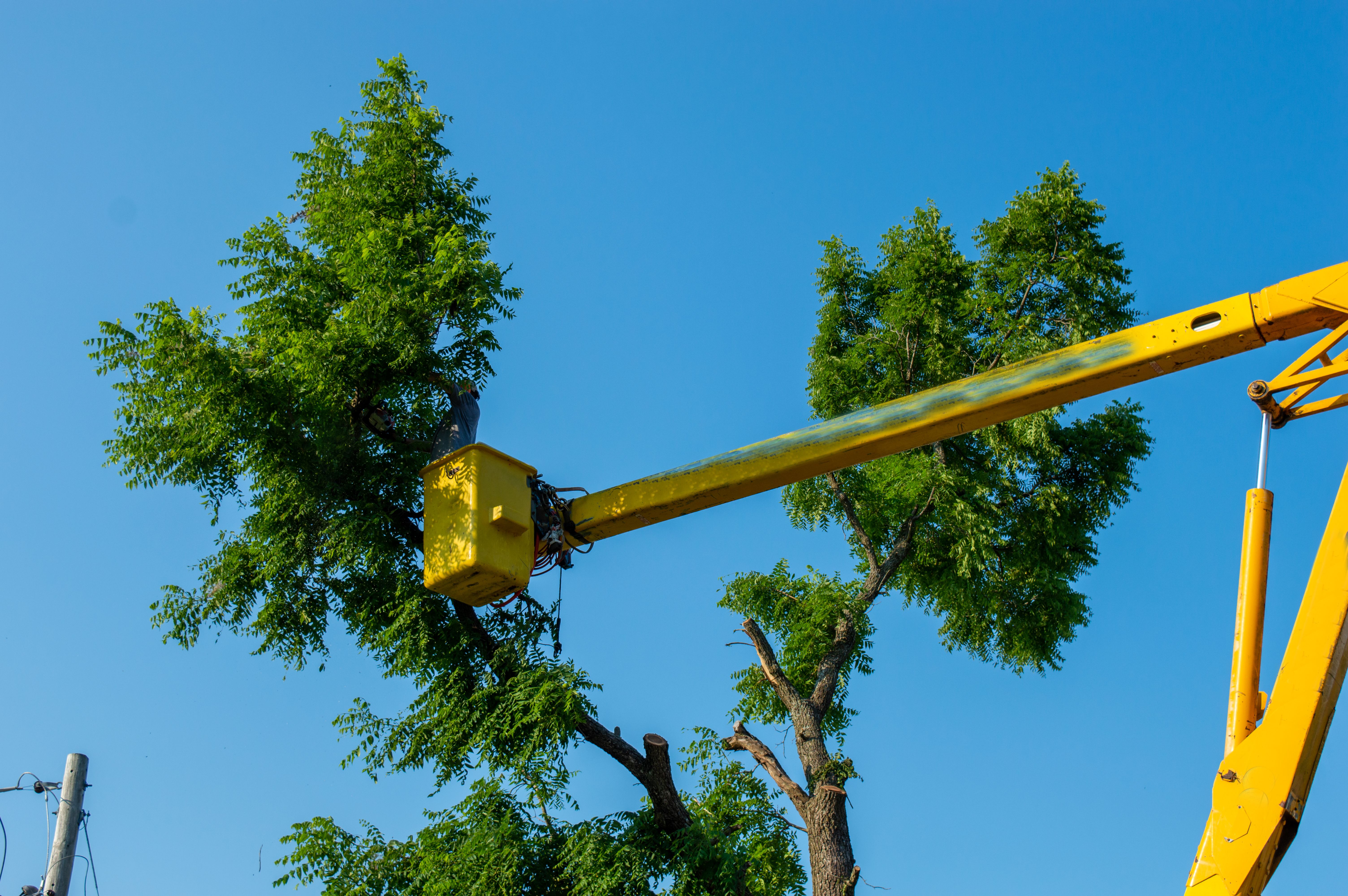 safe tree pruning