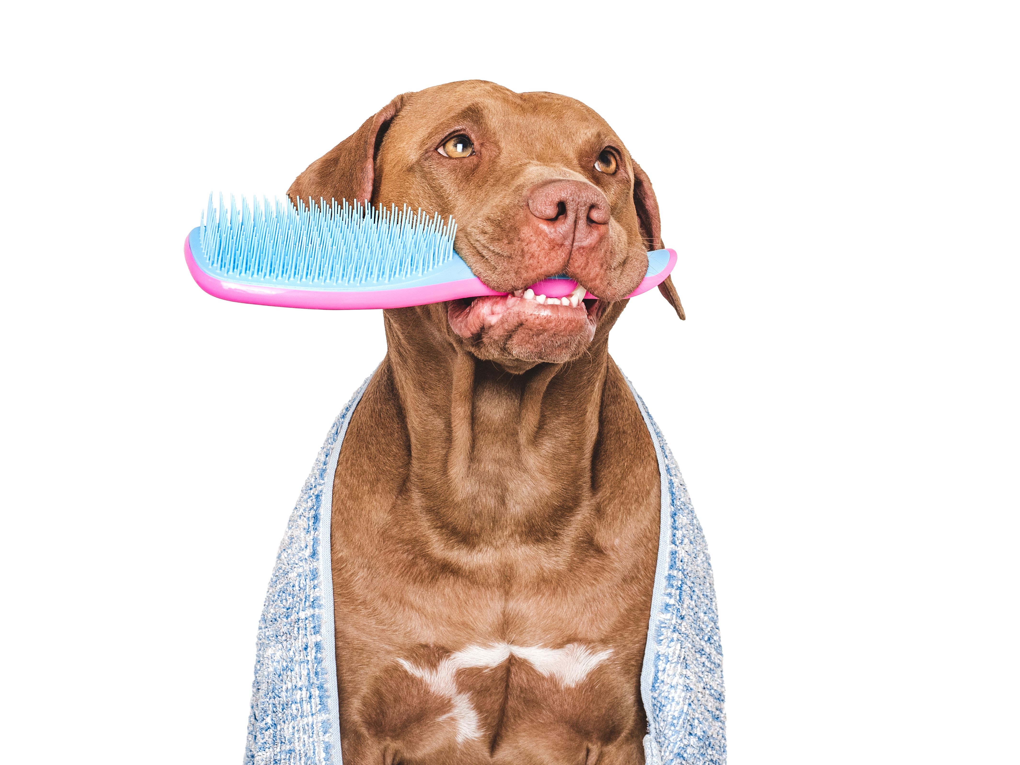 dog grooming