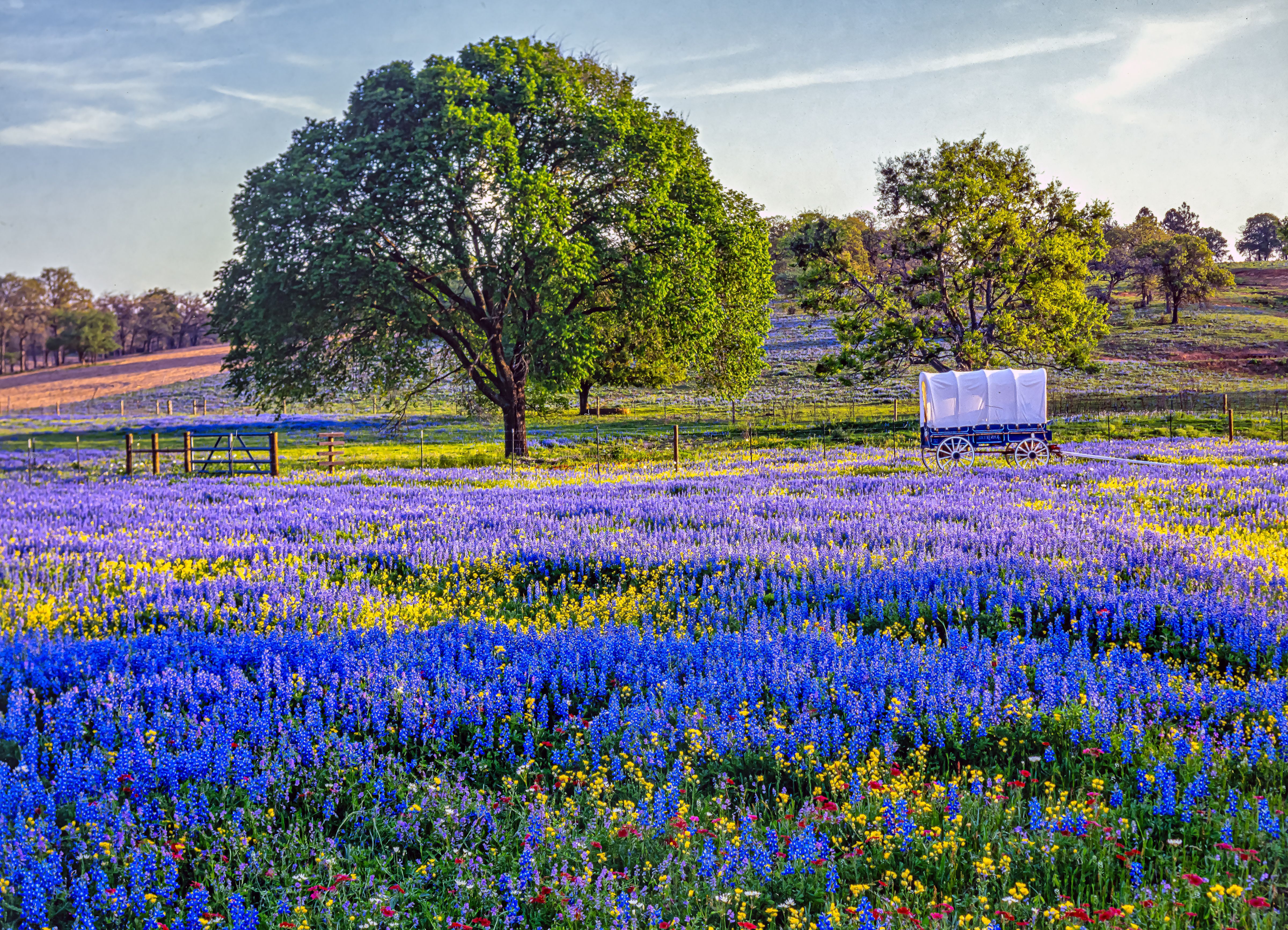 texas landscape