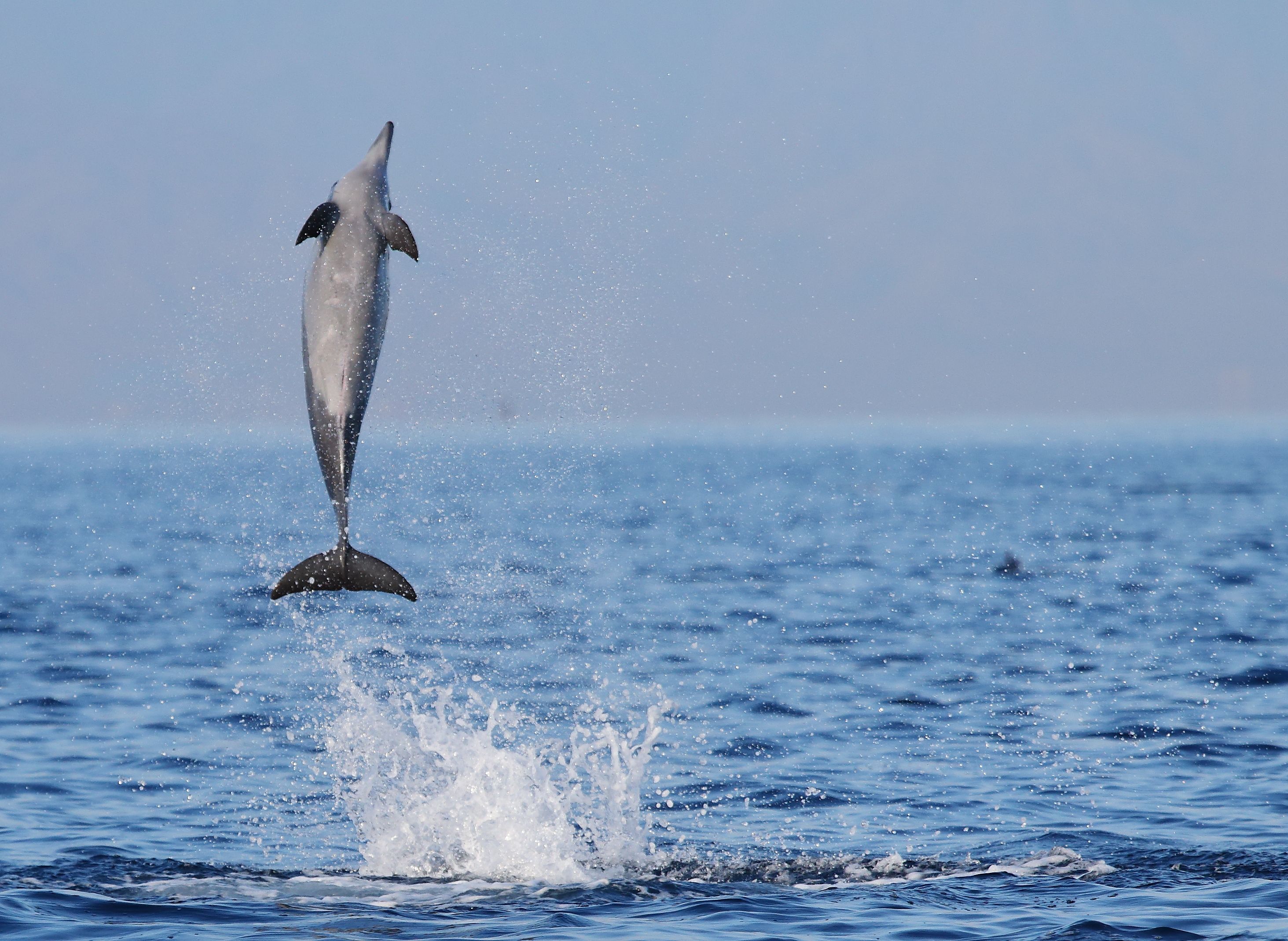 spinner dolphins jump