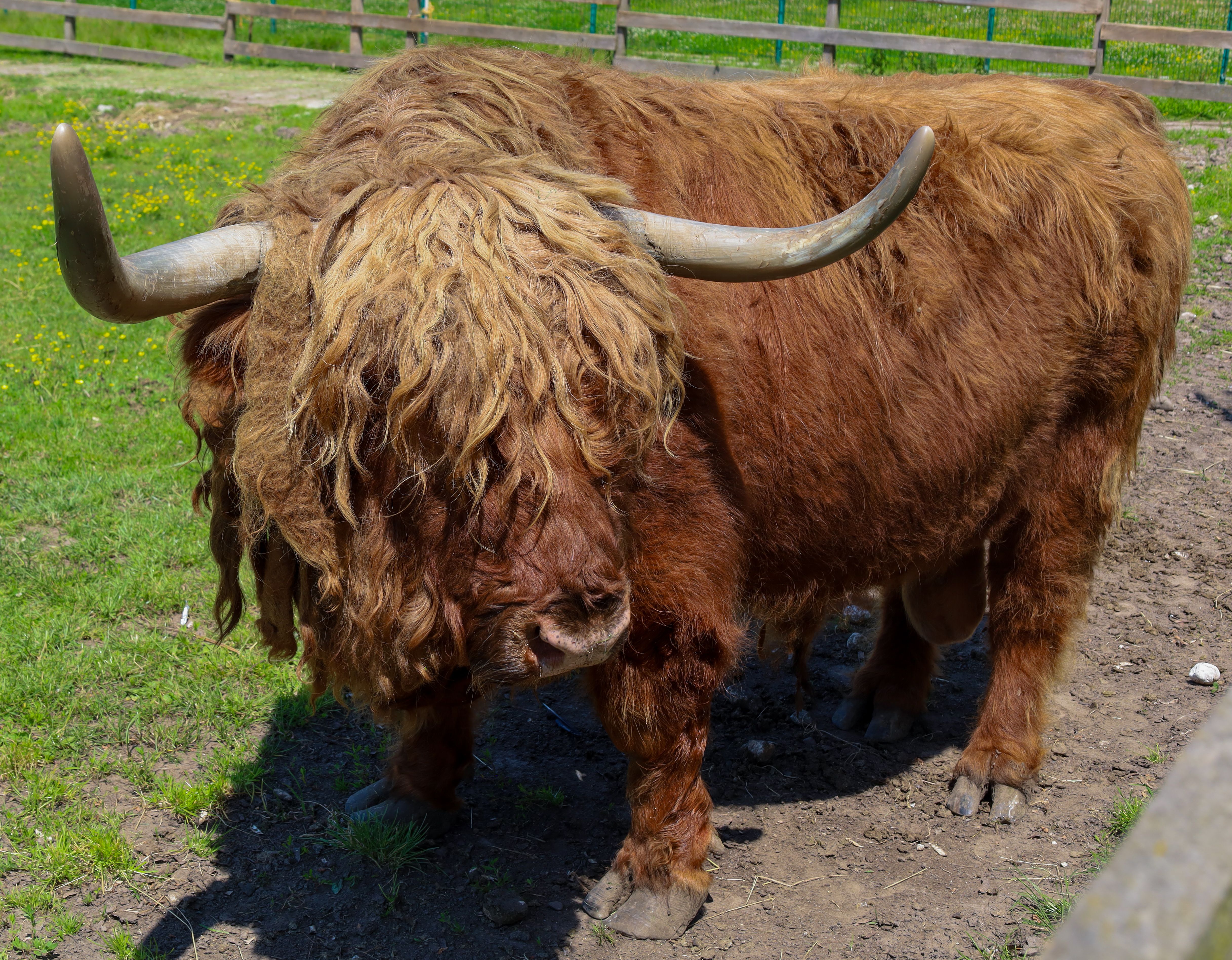 unique cattle appearance