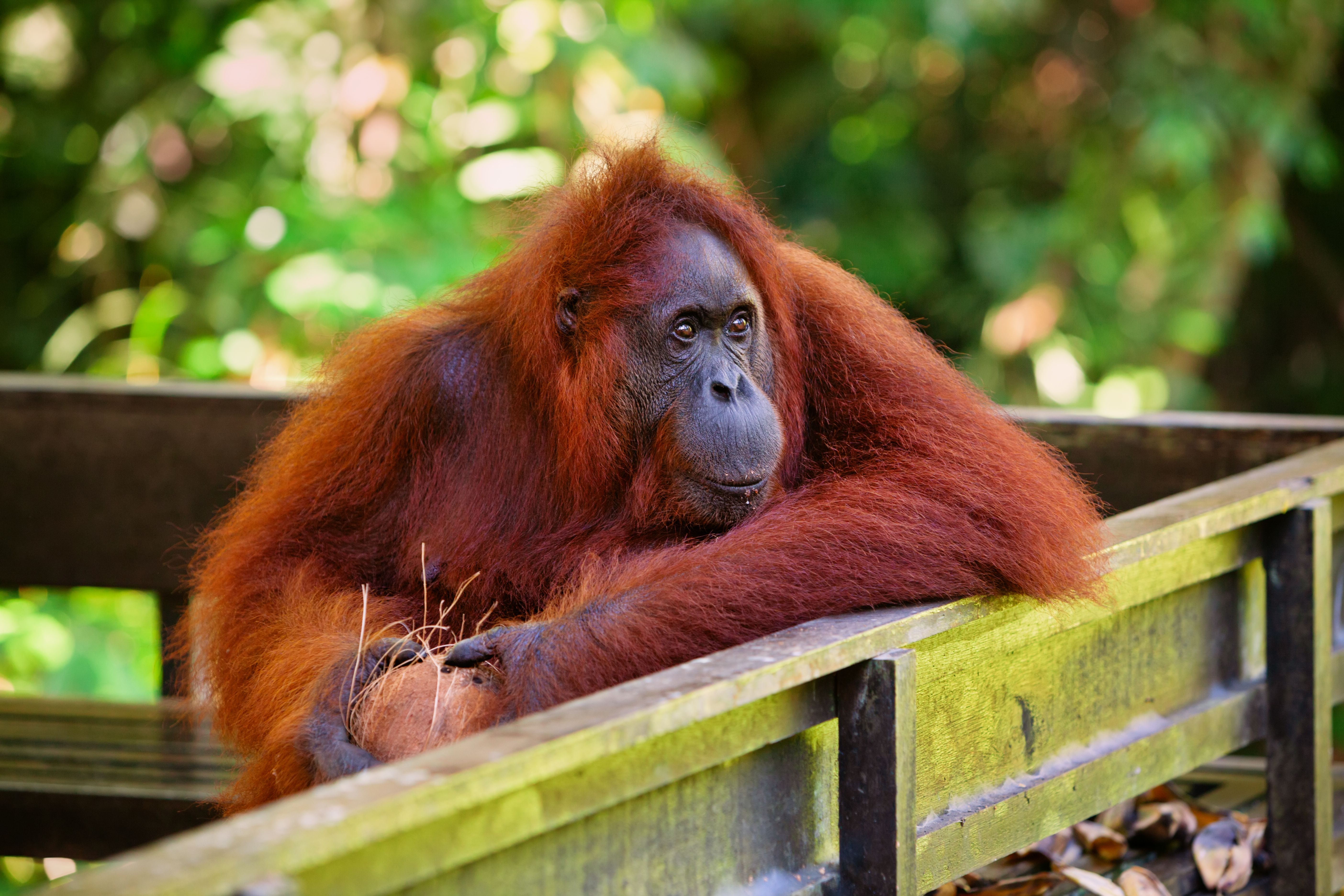 wildlife rehabilitation