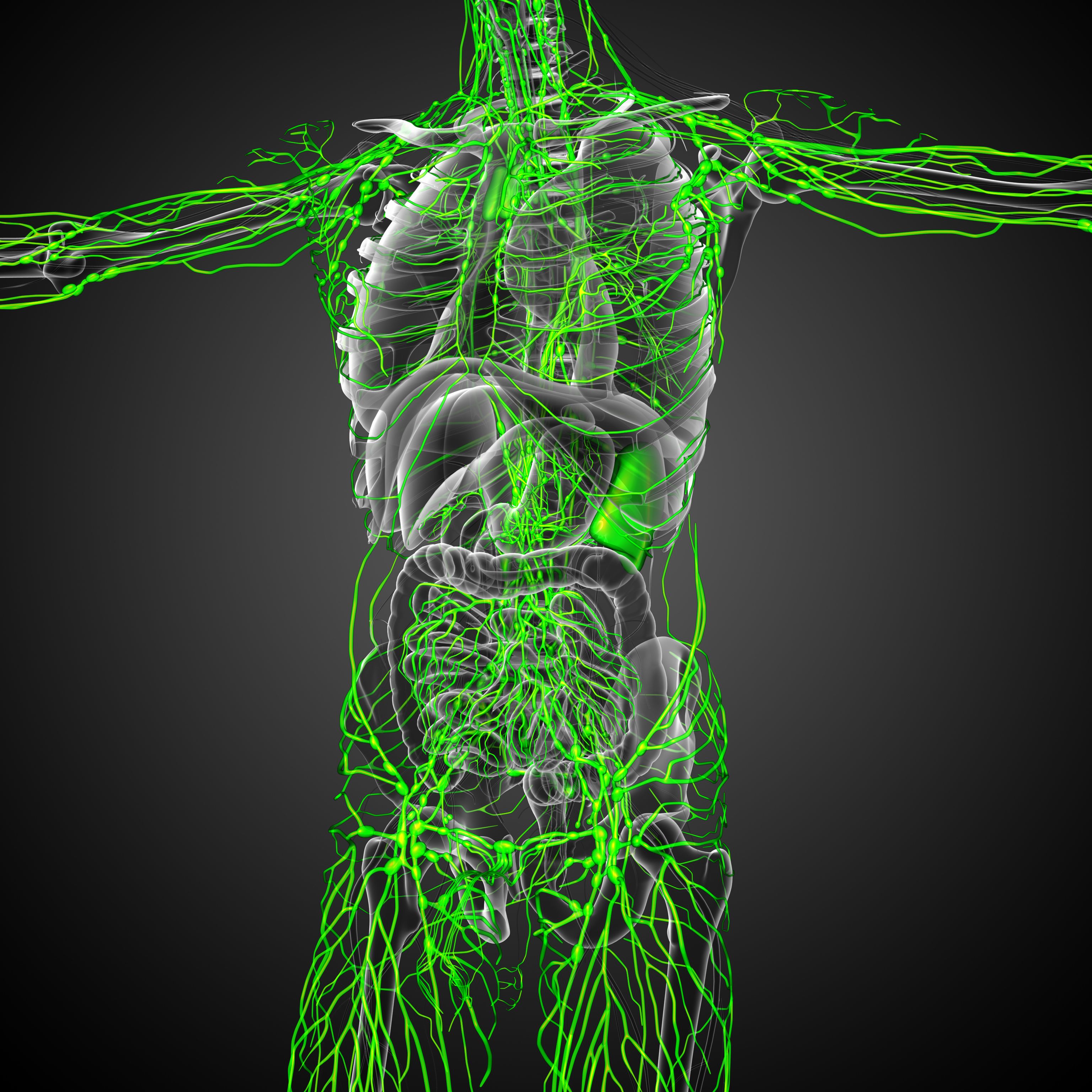 3d render medical illustration of the lymphatic system