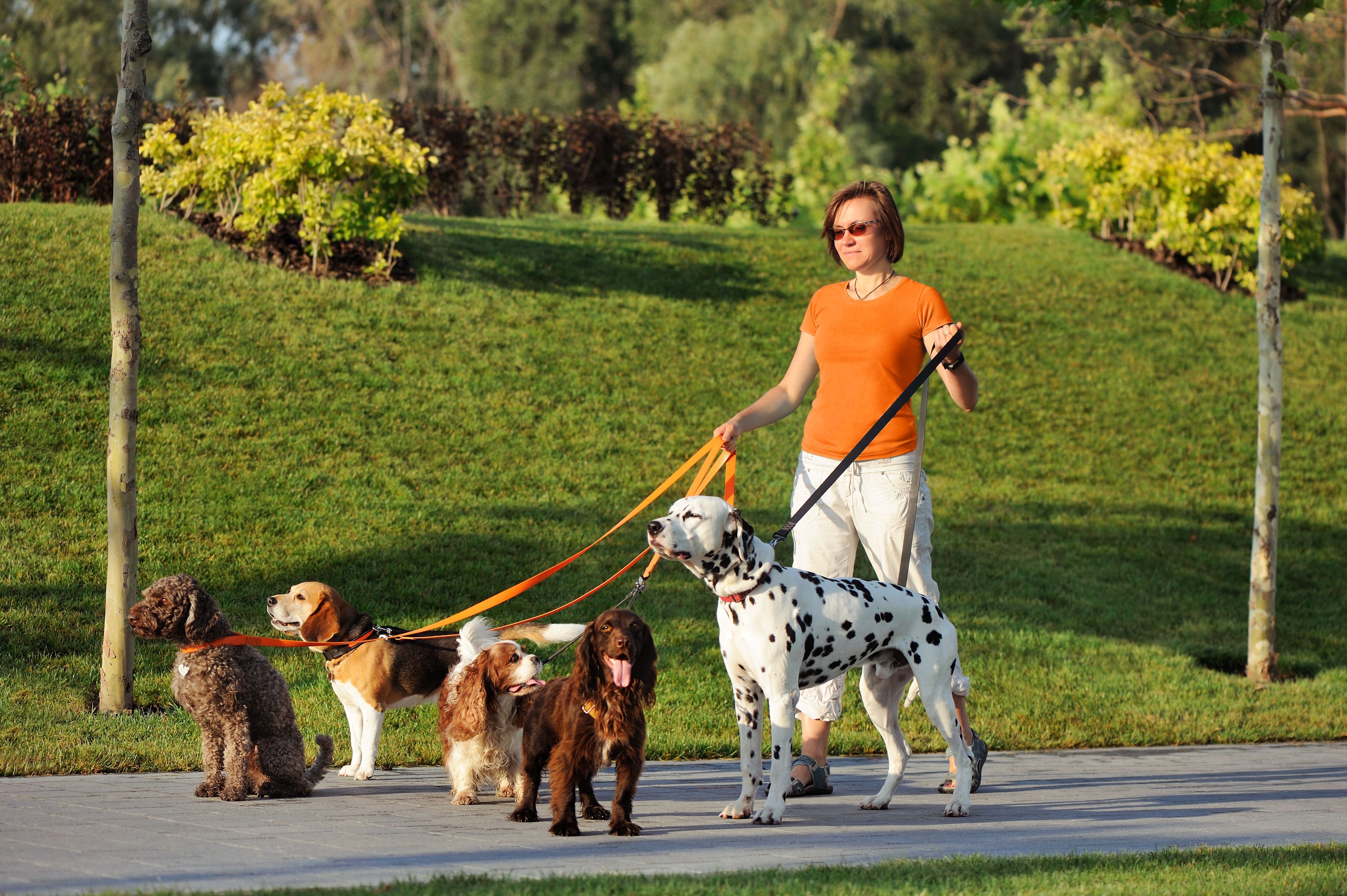 dog walker reviews