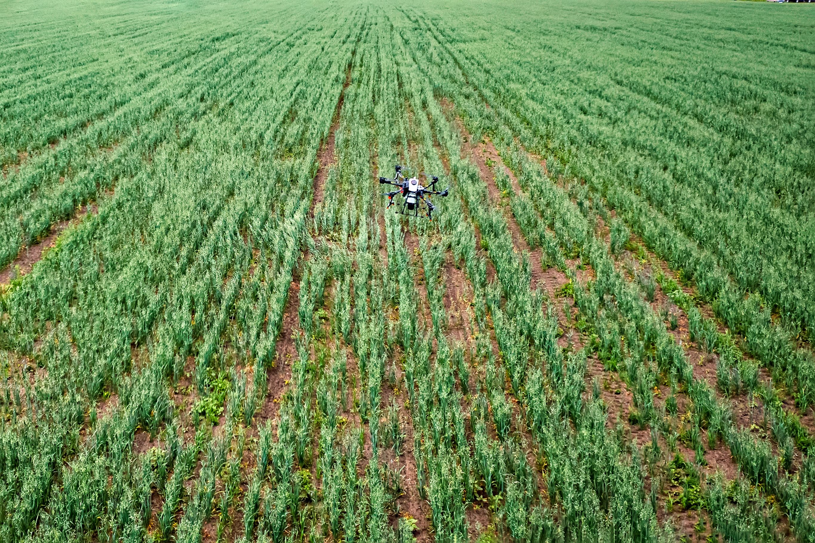 drone farm use for spray a water, fertilizer or chemical to field, farm for growth a yields, crop. IoT Solution for Smart Agriculture. treatment of plants with chemicals from pests. top aerial view