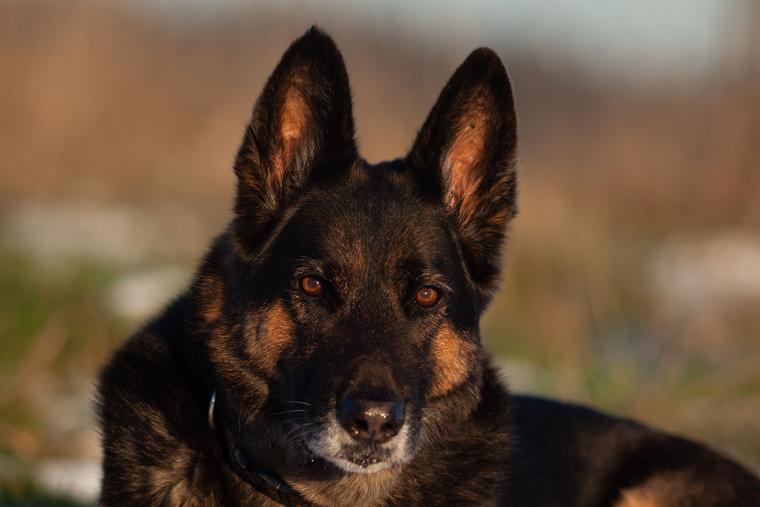 german shepherd breeder