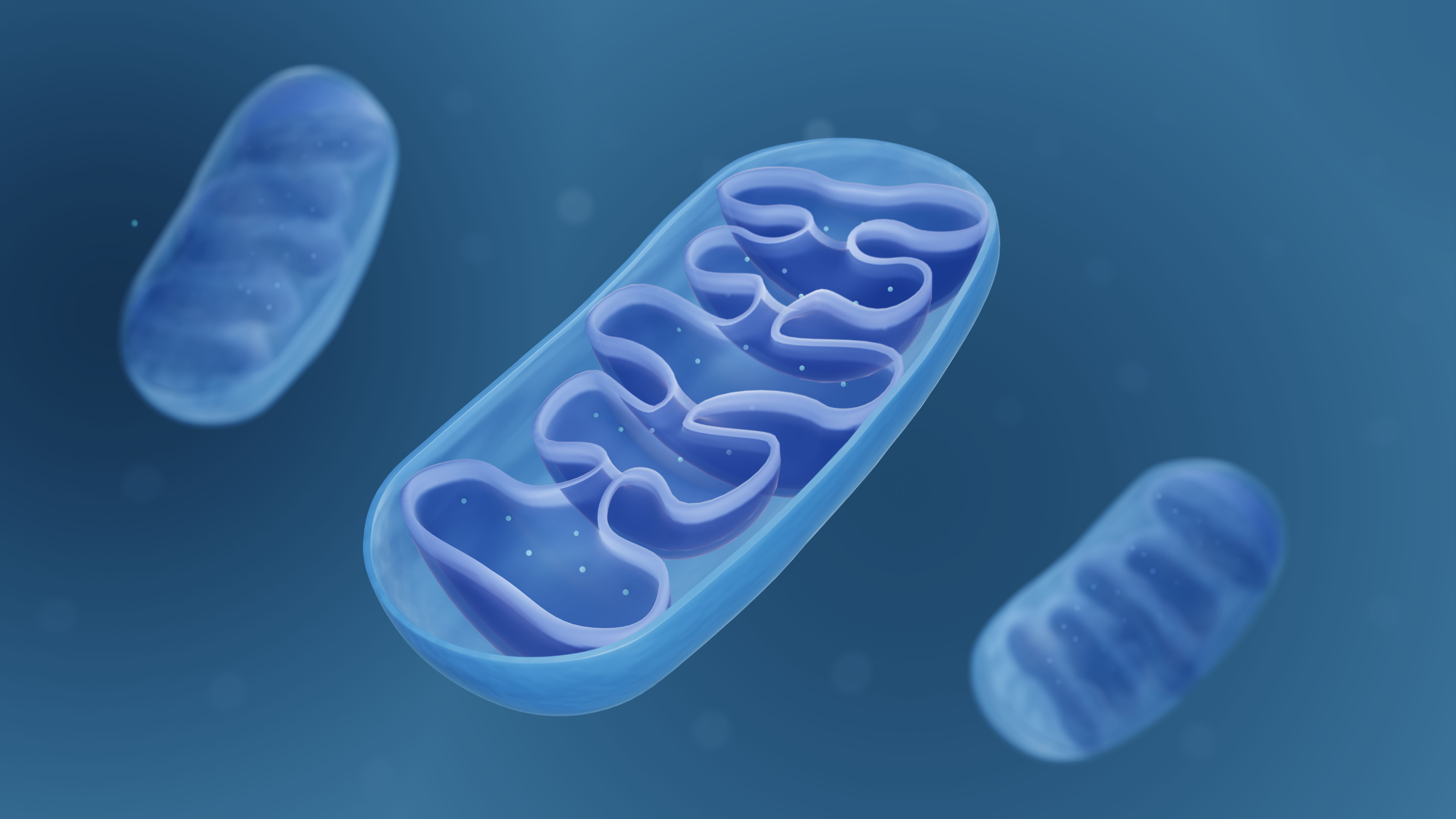 mitochondria cells