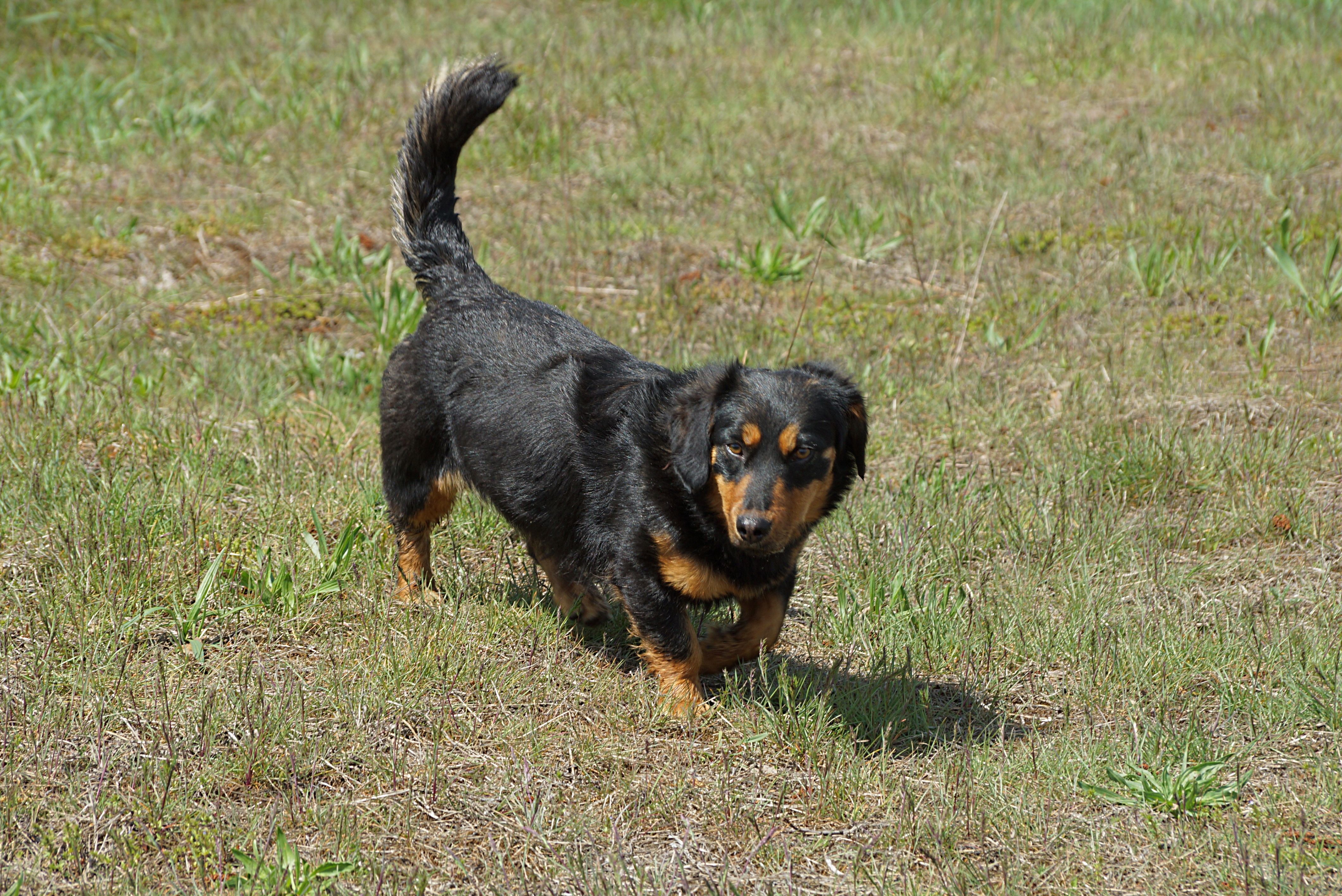 dog walking cost