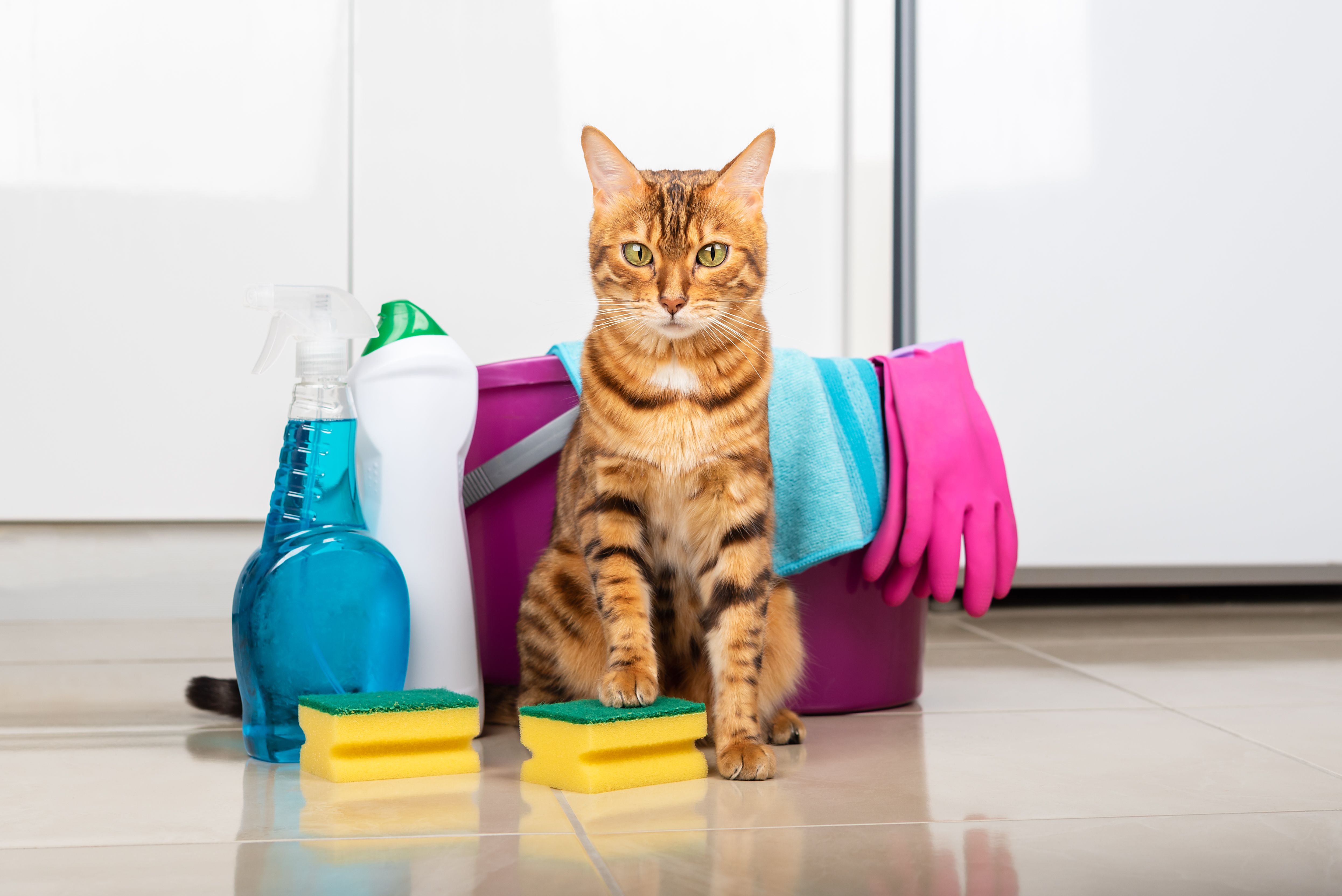 pet friendly cleaning