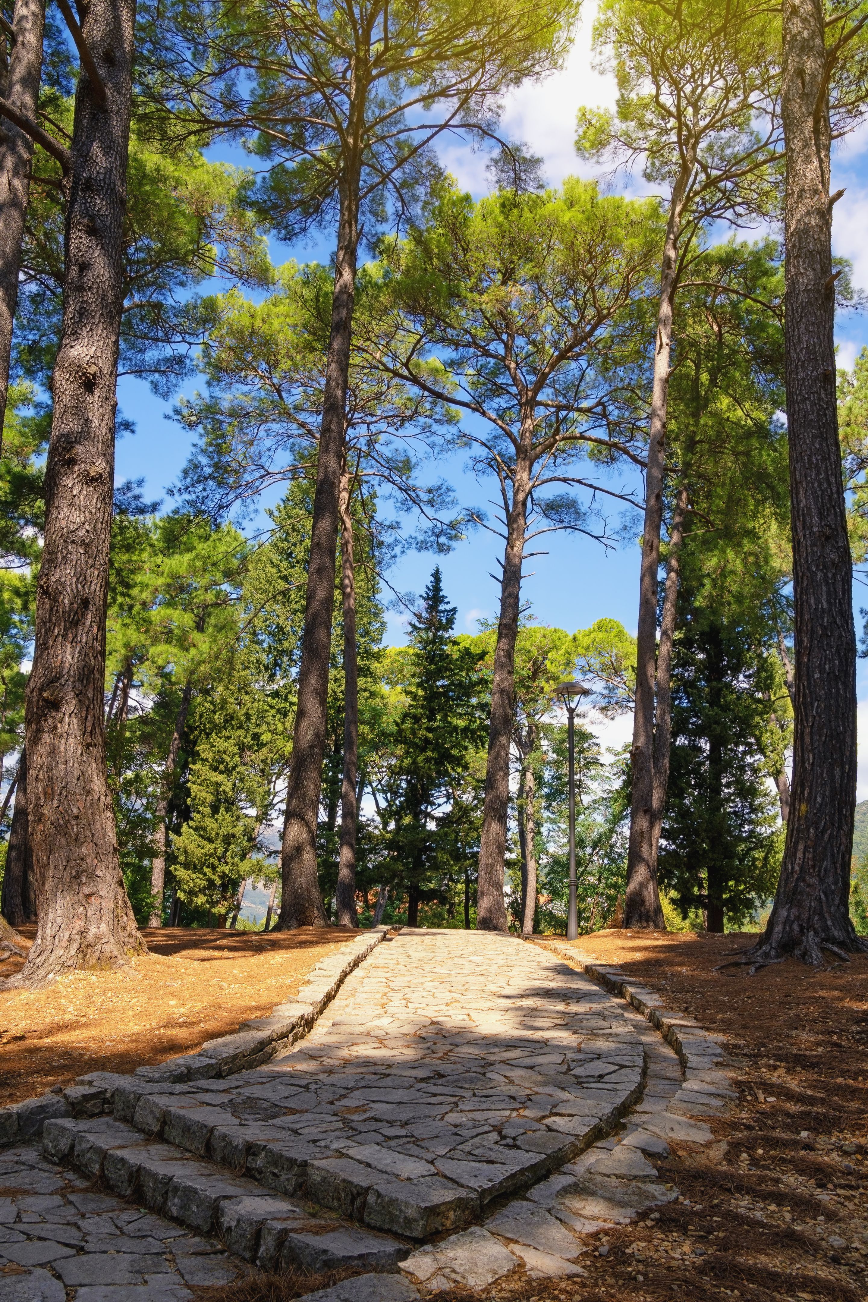 Walkway in park among tall coniferous trees. Montenegro.  View of  Large Town Park in Tivat city on sunny day