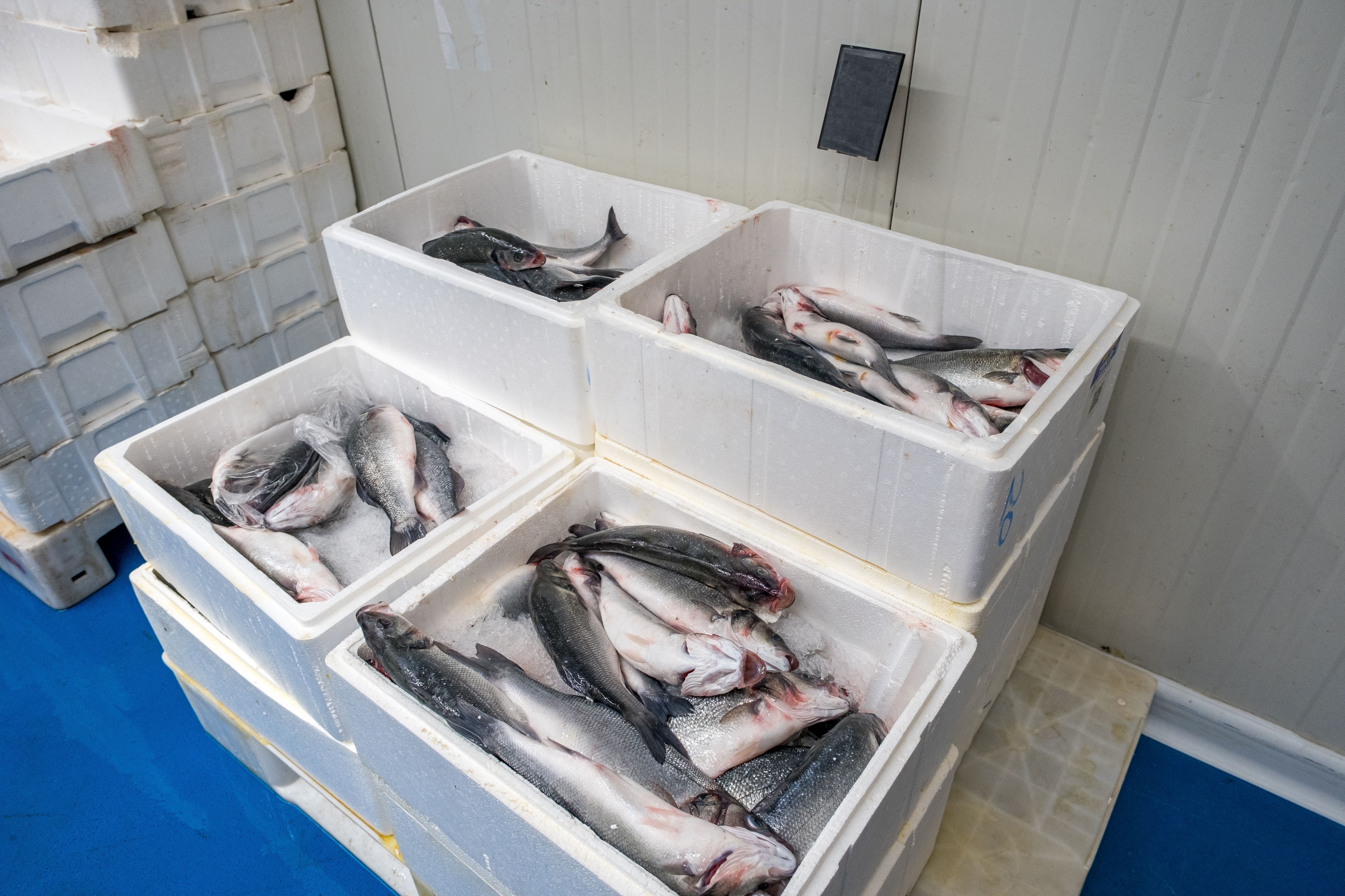 fish cold storage