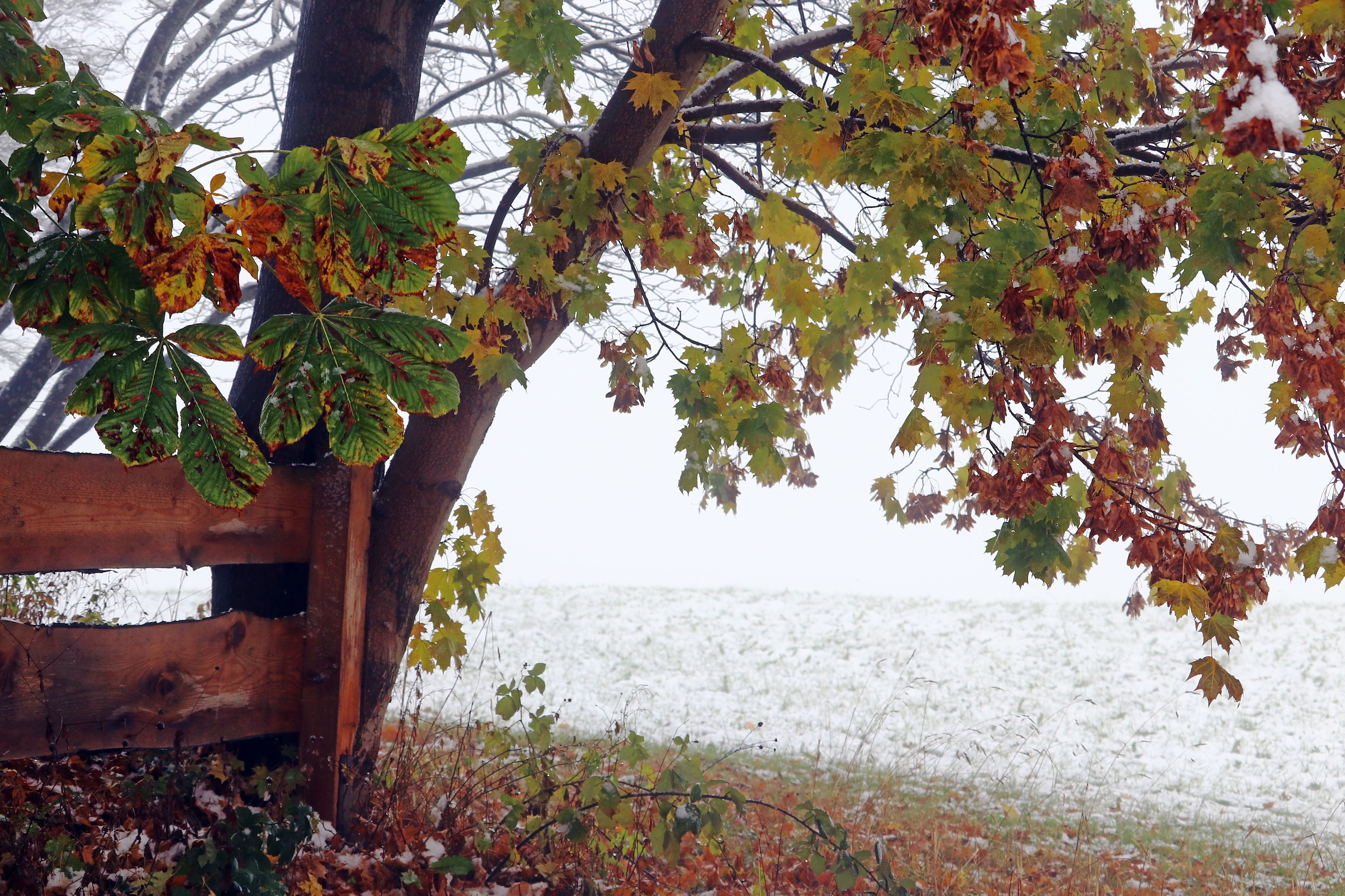 A cold foggy day with snow in autumn. Autumn leaves in snow and fog