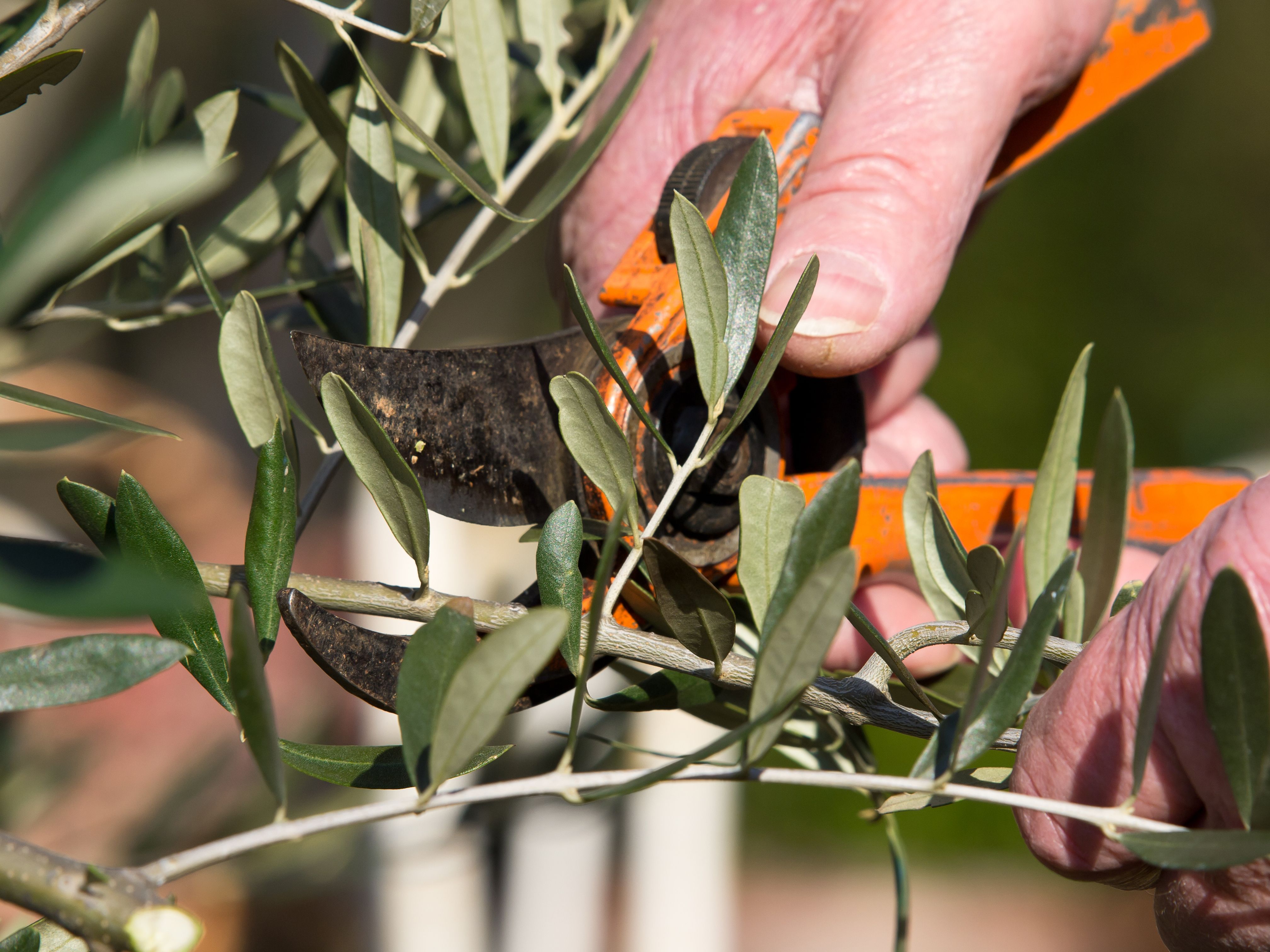 pruning olive trees