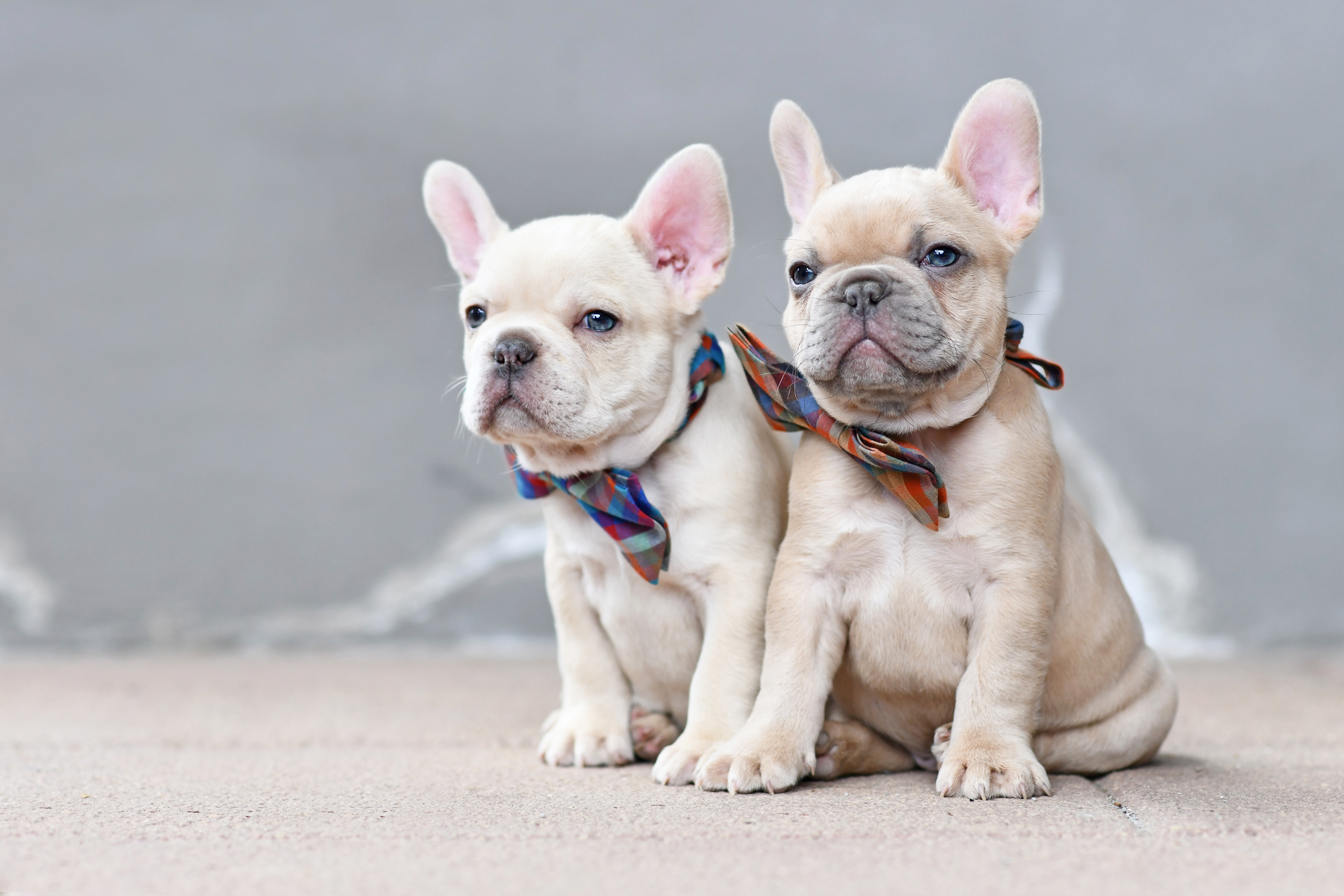 Two 7 weeks old lilac fawn colored French Bulldog dog puppies wearing bow ties sitting together in front of gray wall Two 7 weeks old lilac fawn colored French Bulldog dog puppies wearing bow ties sitting together in front of gray wall