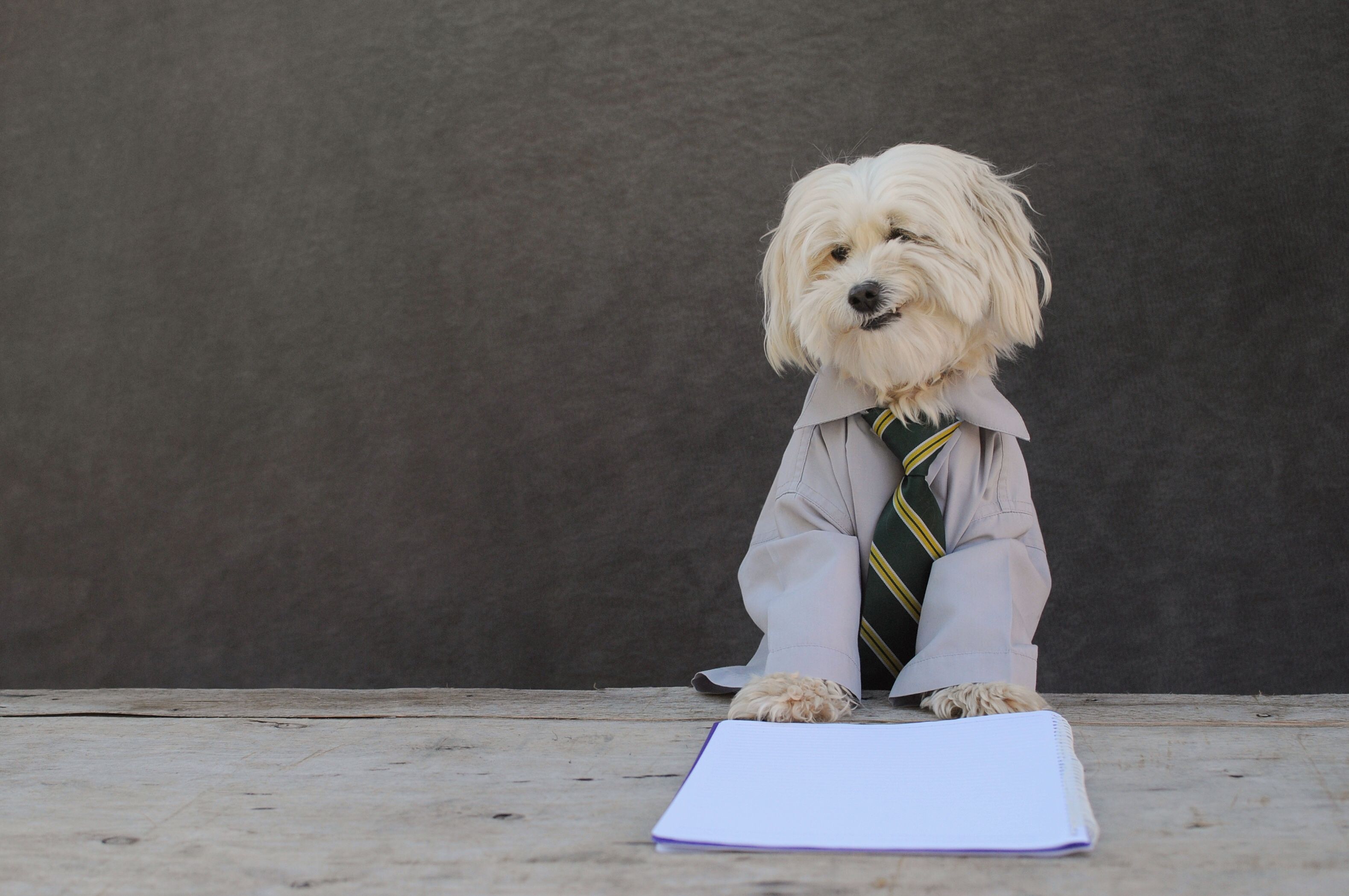 dog interview